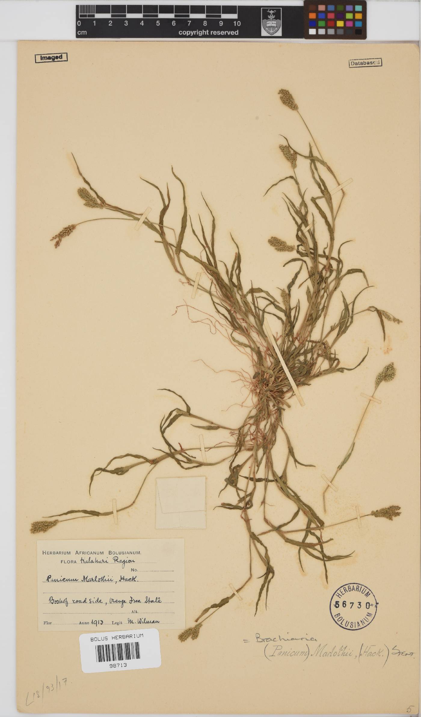 Brachiaria marlothii image