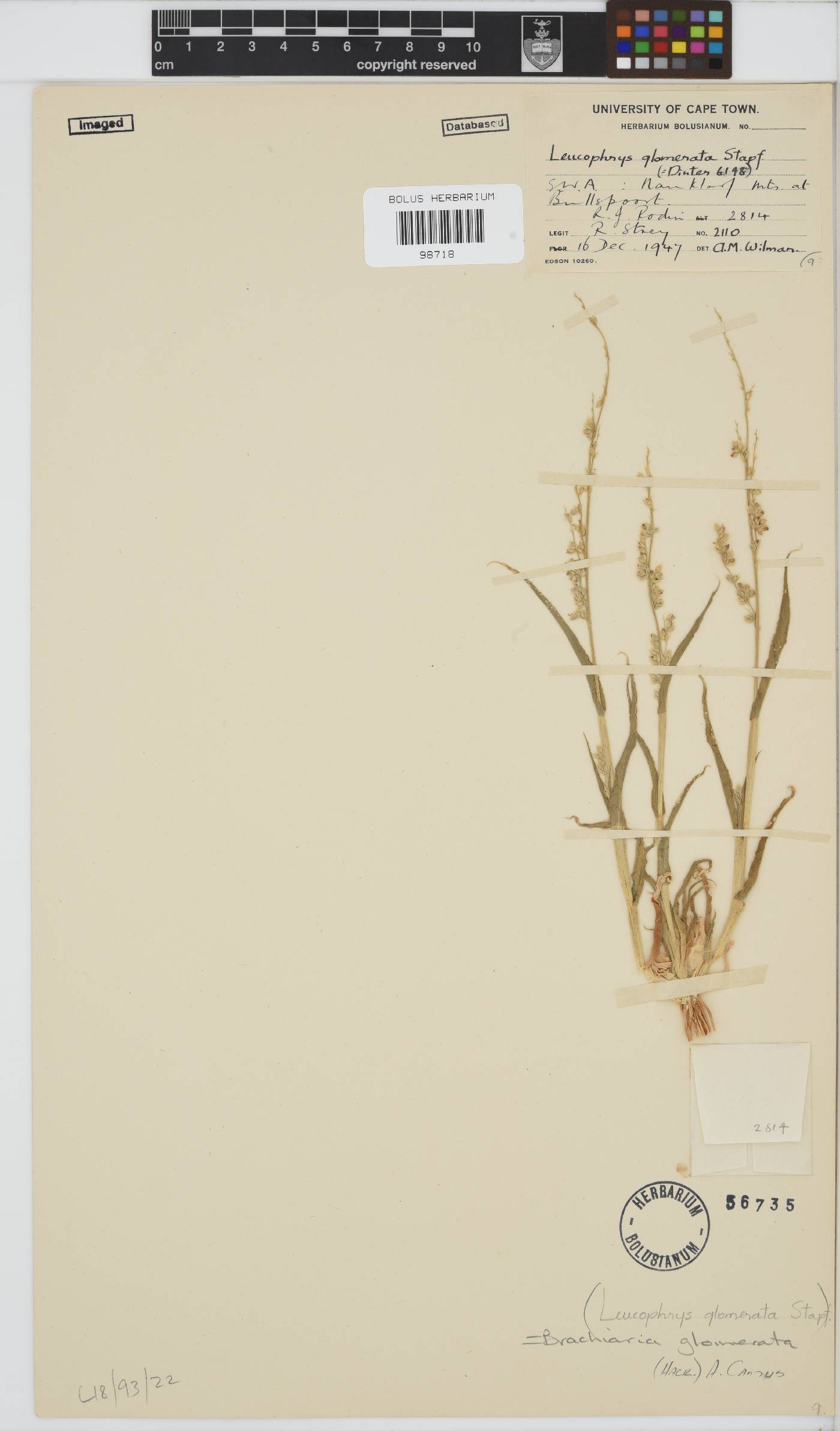 Brachiaria glomerata image