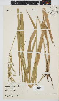 Brachiaria brizantha image