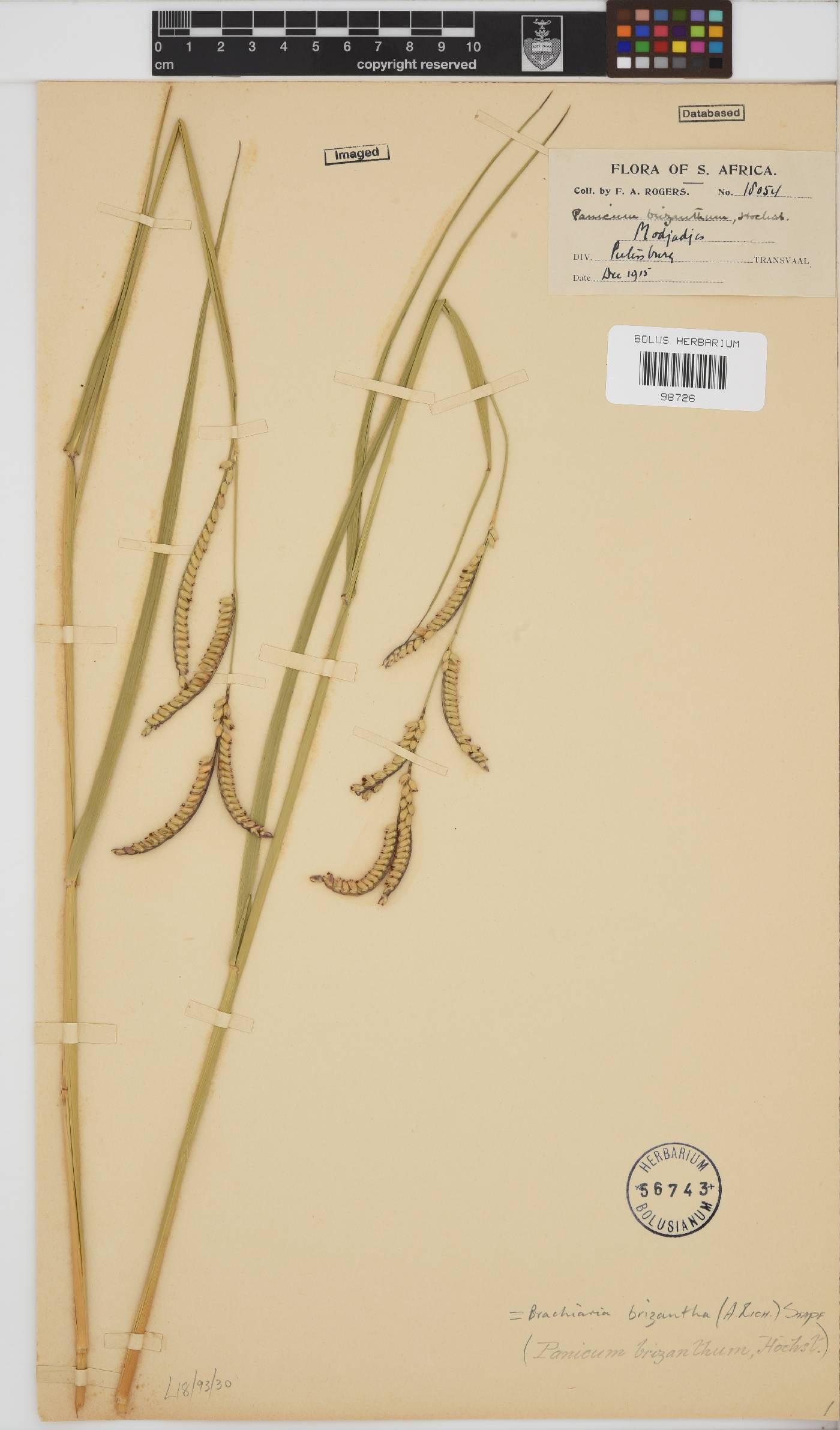 Brachiaria brizantha image