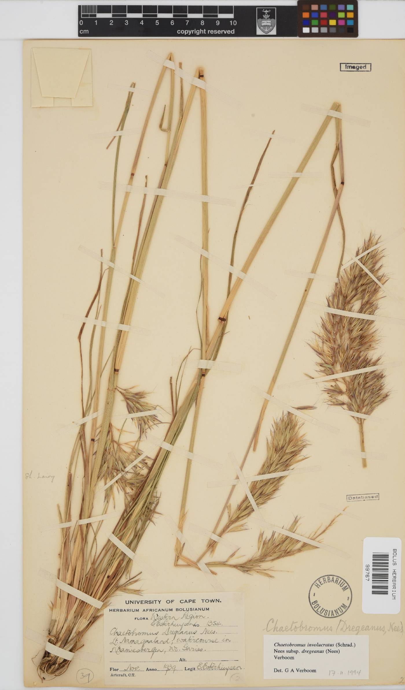 Chaetobromus involucratus subsp. dregeanus image