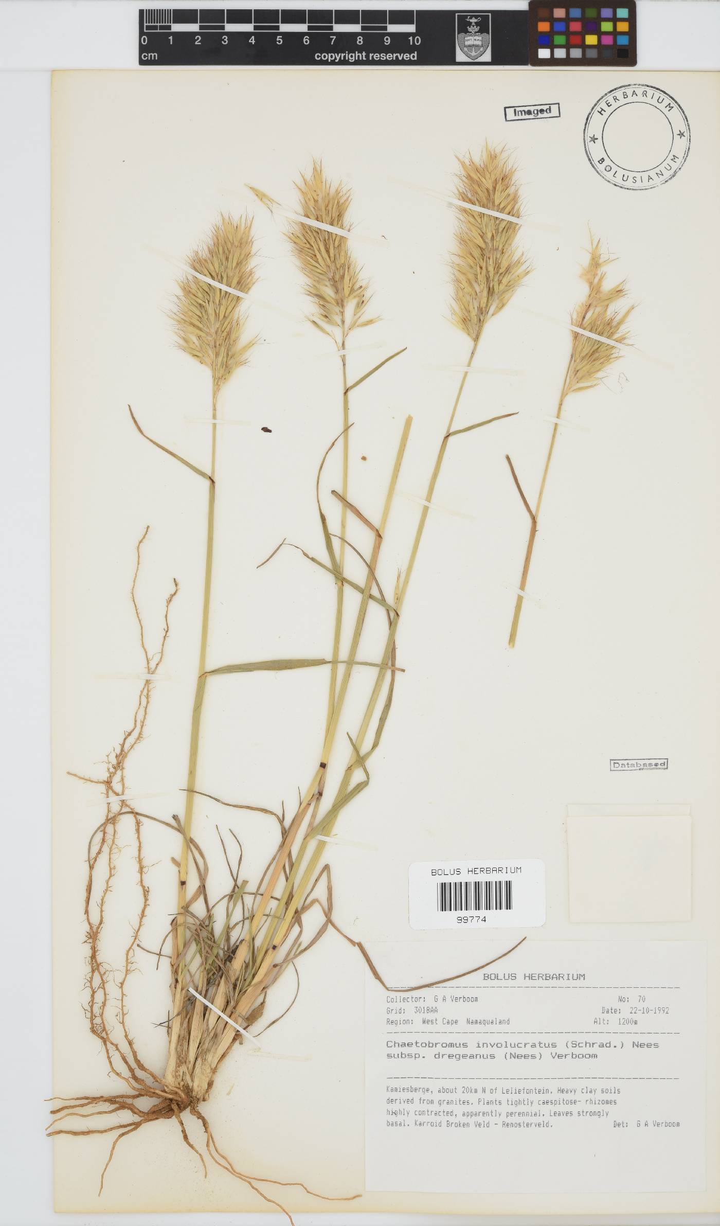 Chaetobromus involucratus subsp. dregeanus image