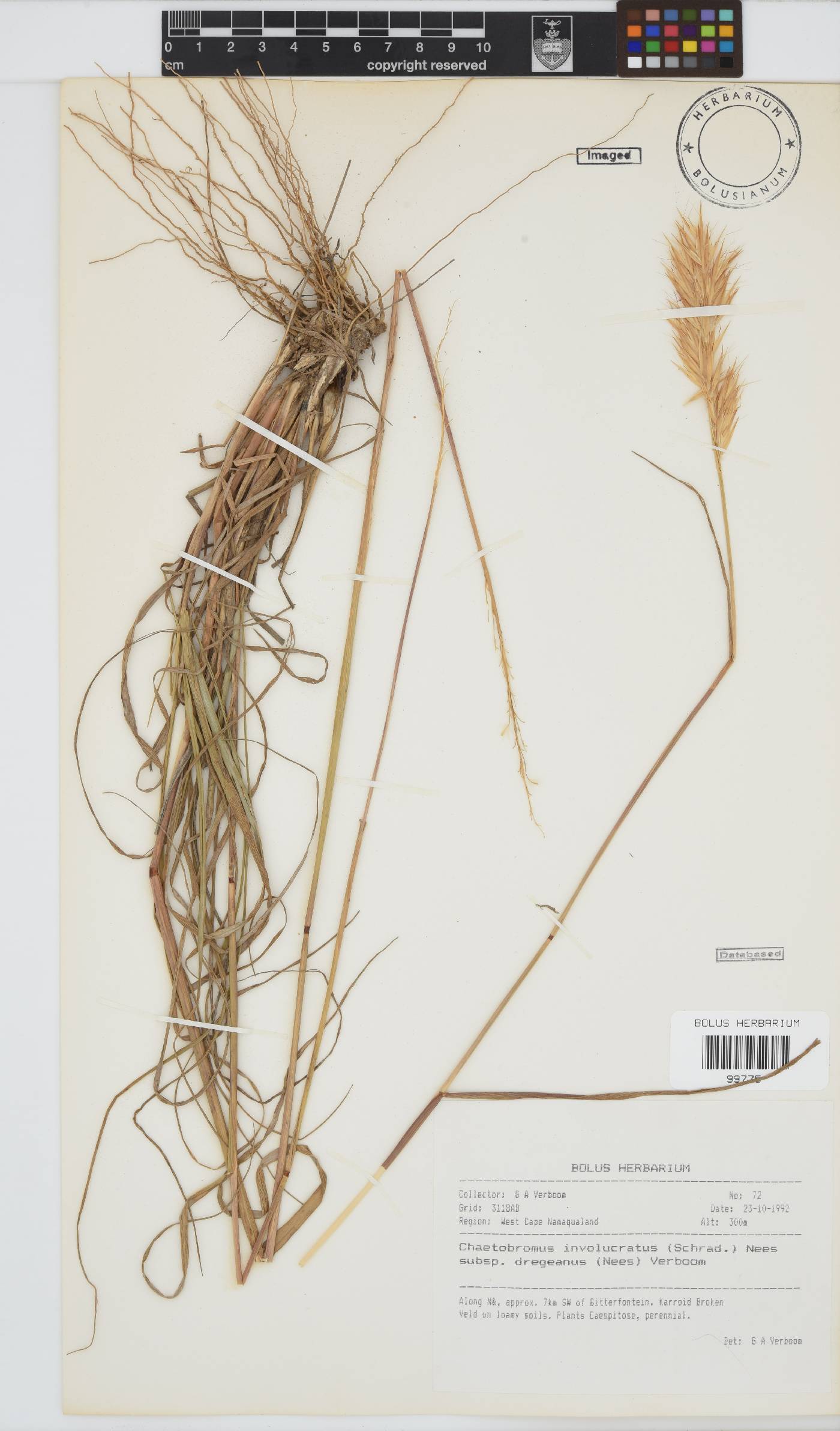 Chaetobromus involucratus subsp. dregeanus image