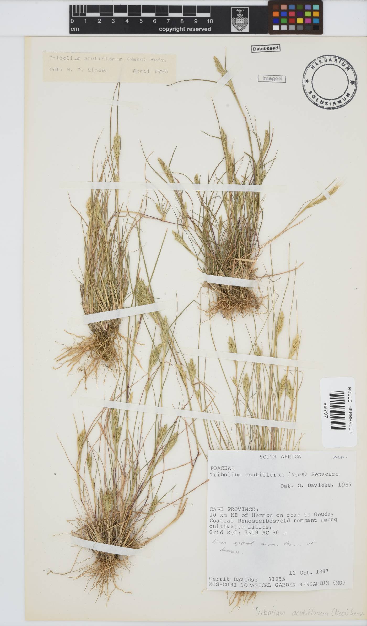 Tribolium acutiflorum image