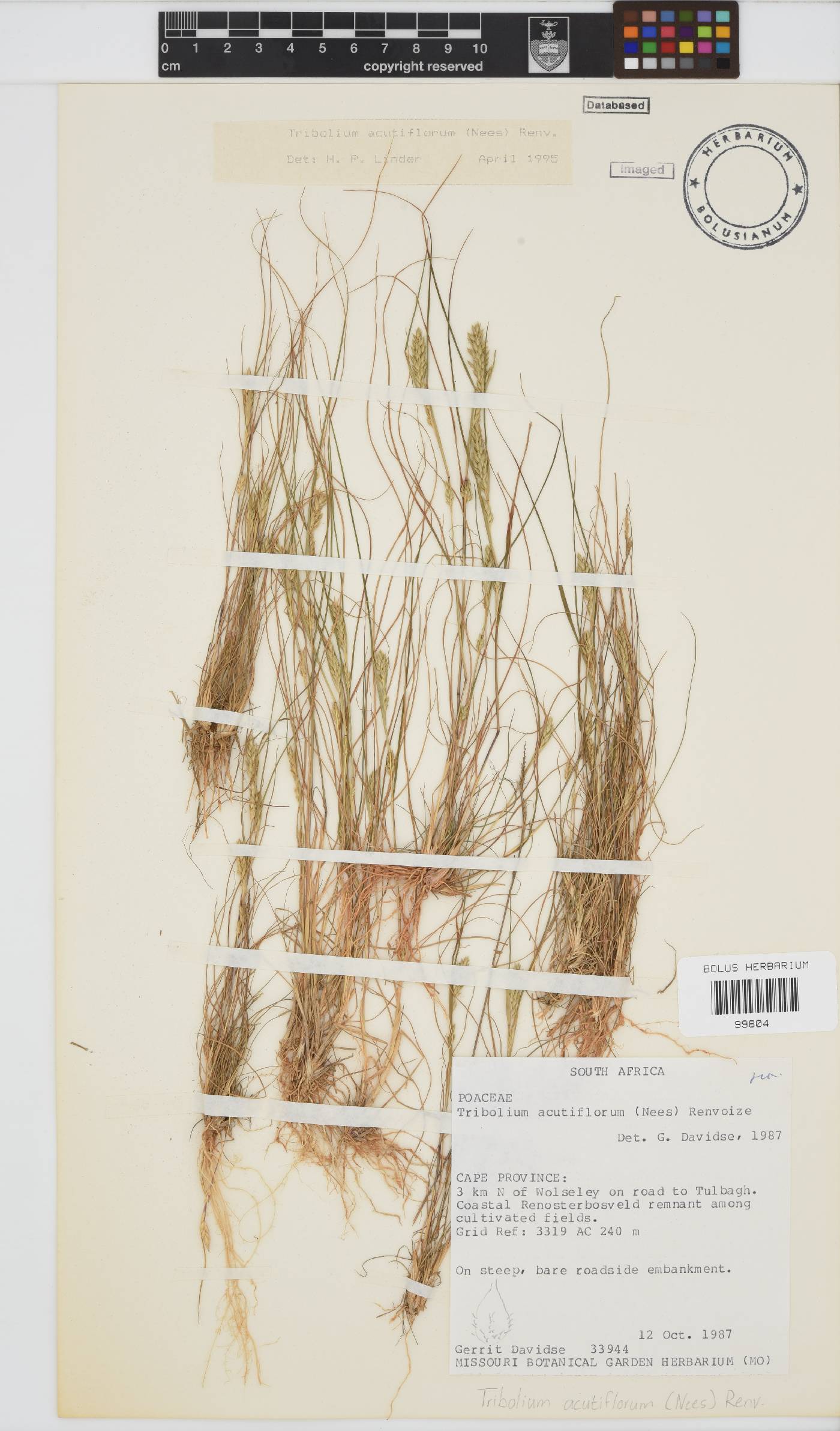 Tribolium acutiflorum image