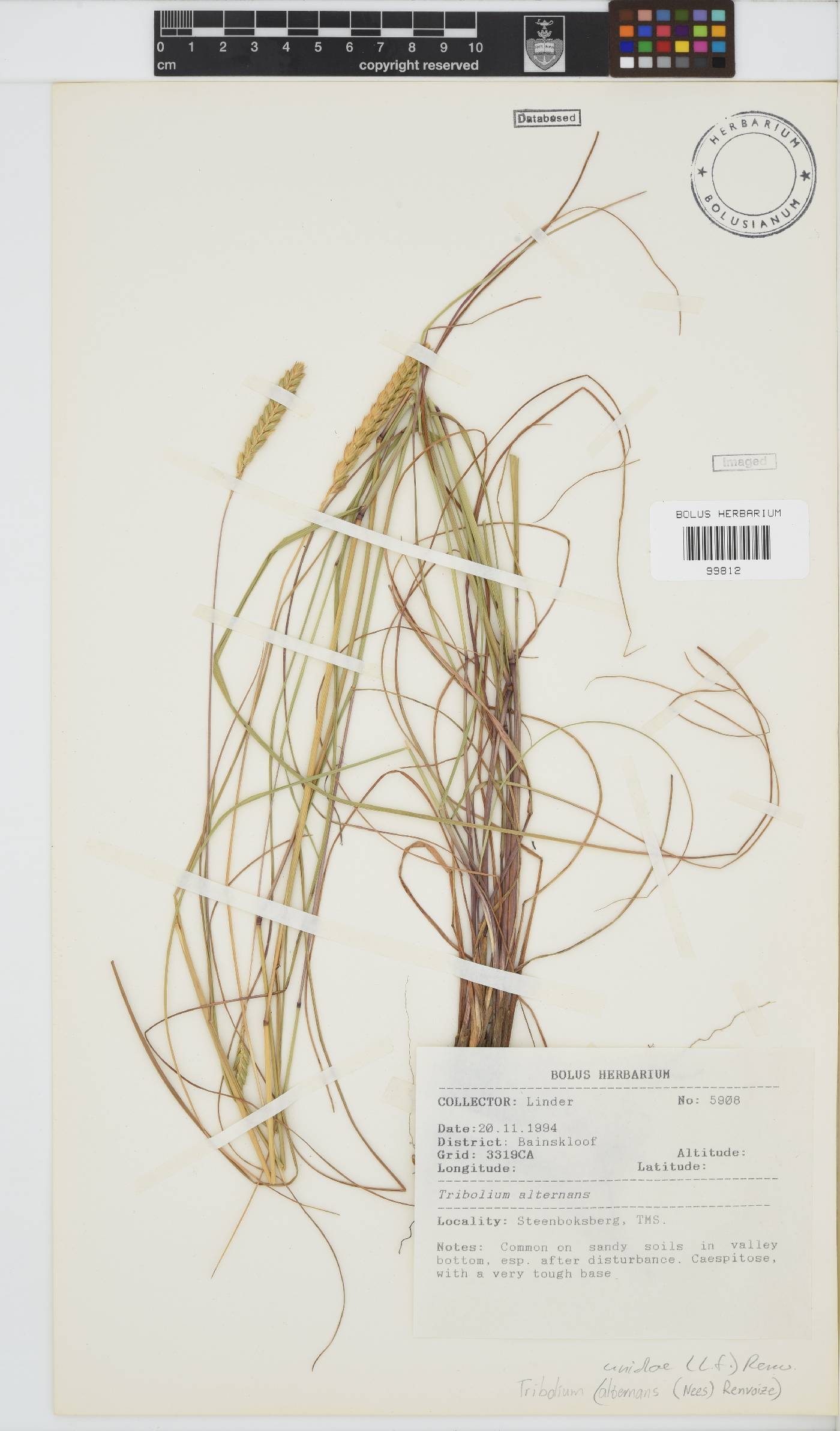 Tribolium uniolae image