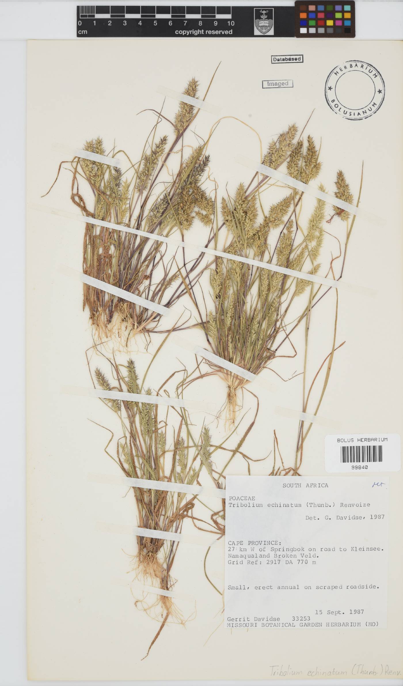 Tribolium echinatum image