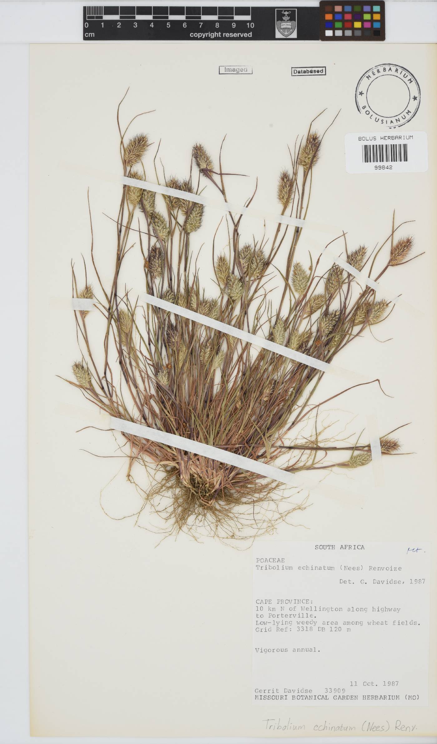 Tribolium echinatum image