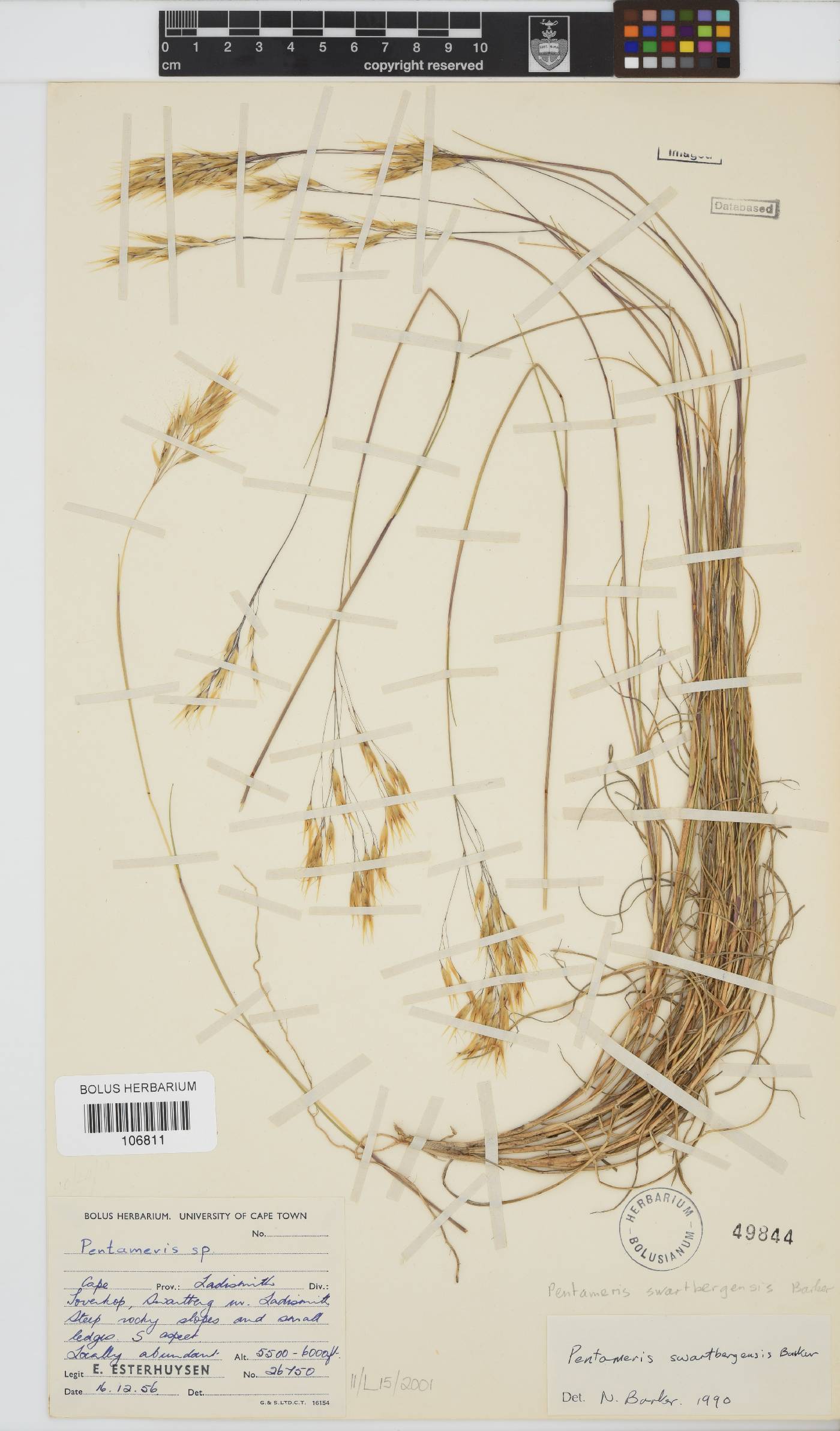 Pentameris swartbergensis image