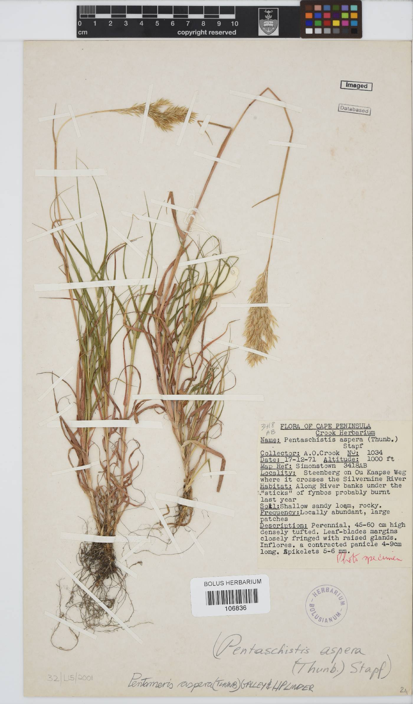 Pentameris aspera image