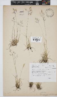 Pentameris airoides subsp. jugorum image