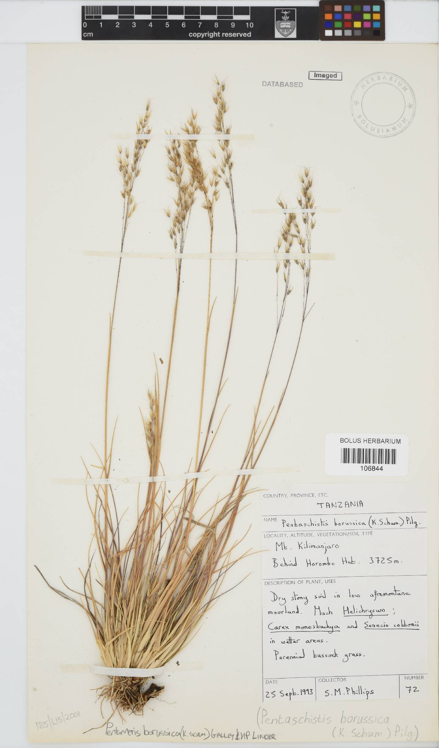 Pentameris borussica image