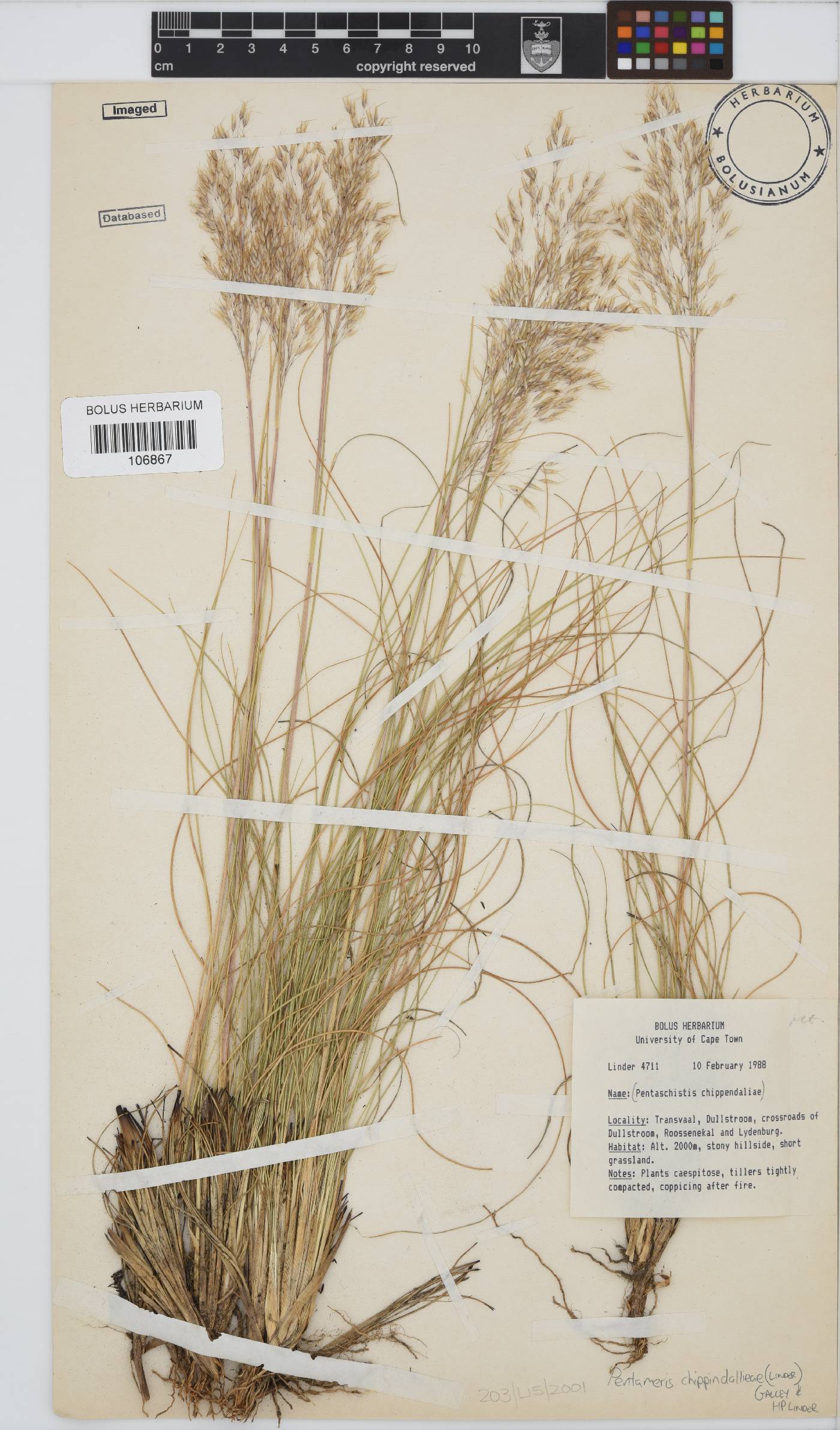 Pentameris chippindalliae image