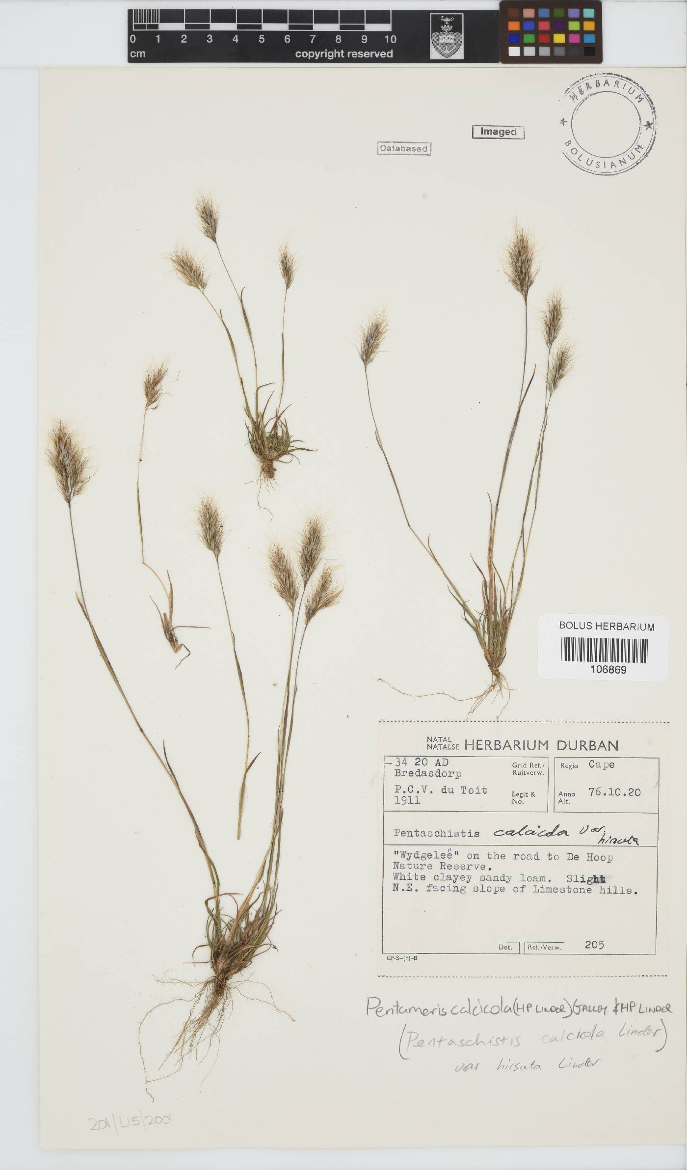 Pentameris calcicola var. hirsuta image