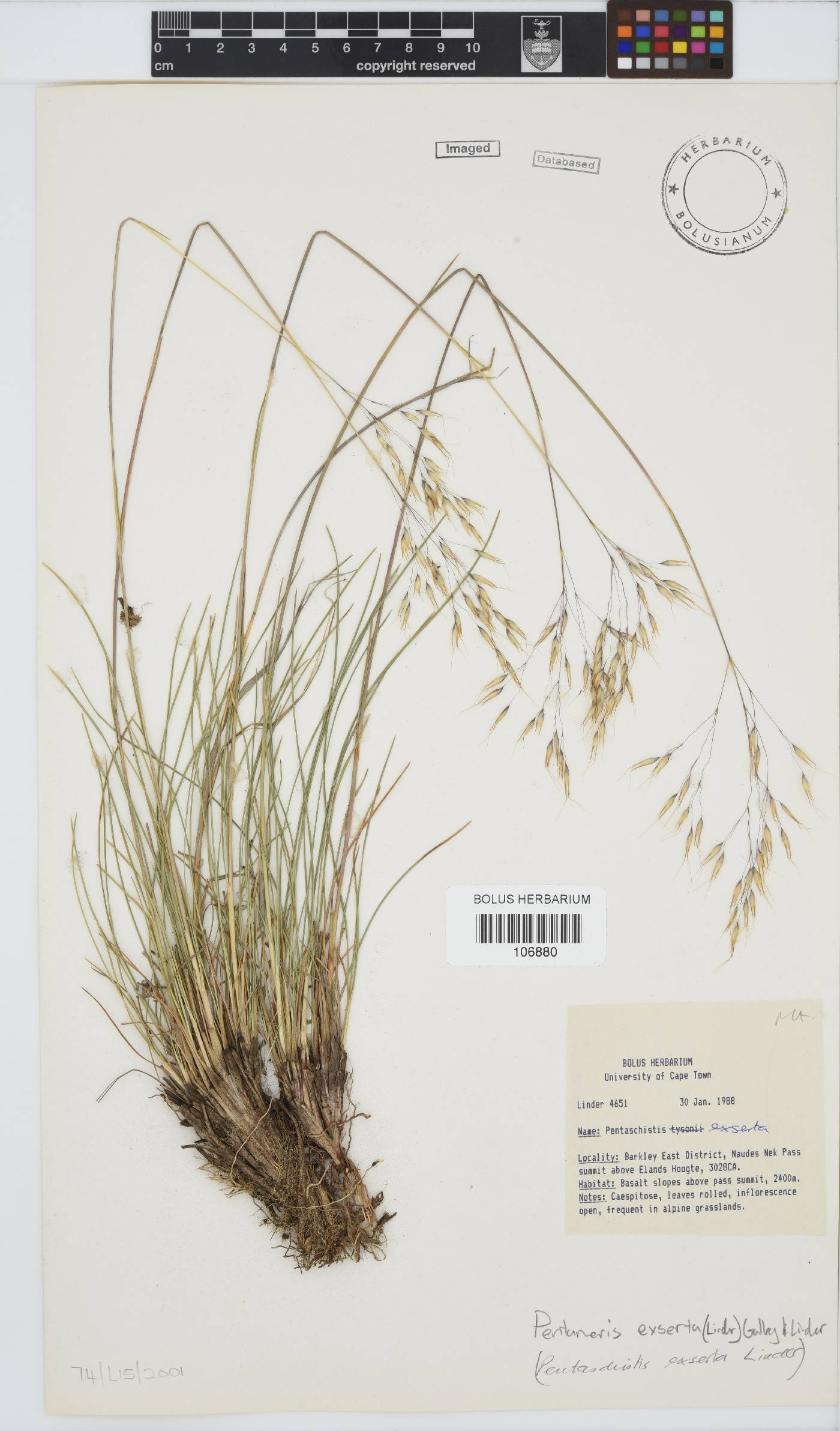 Pentameris exserta image