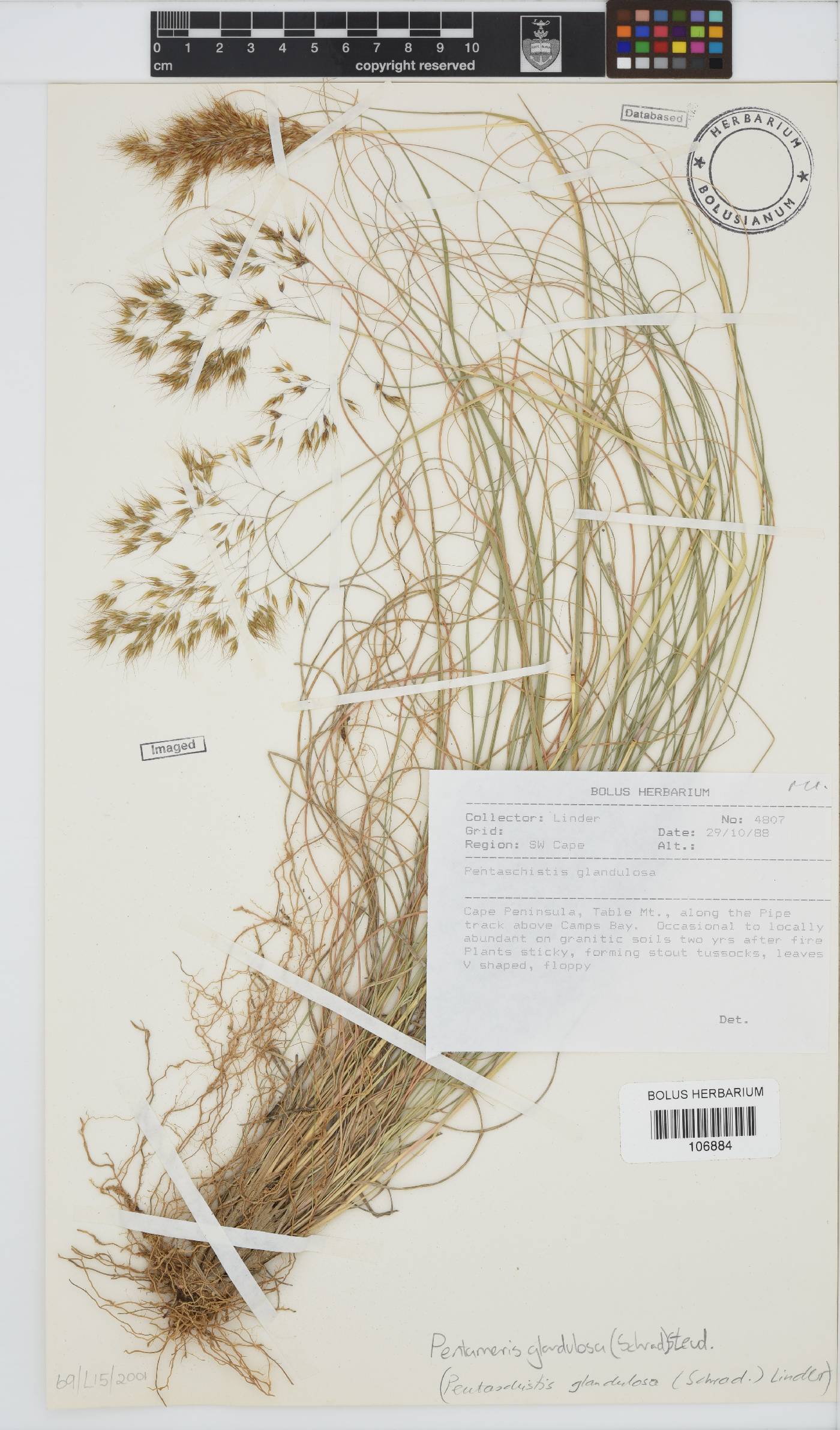 Pentameris glandulosa image