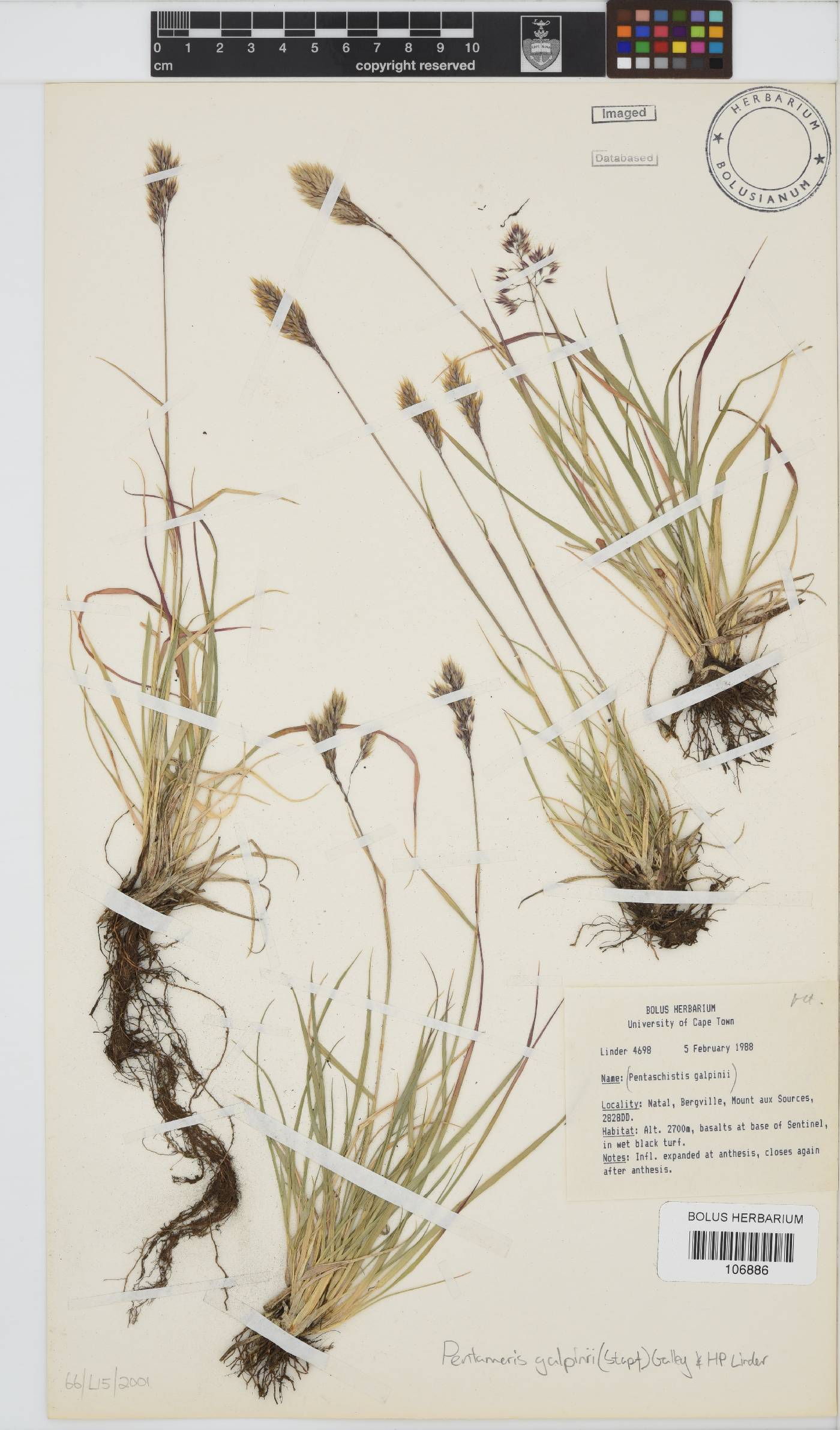 Pentameris galpinii image