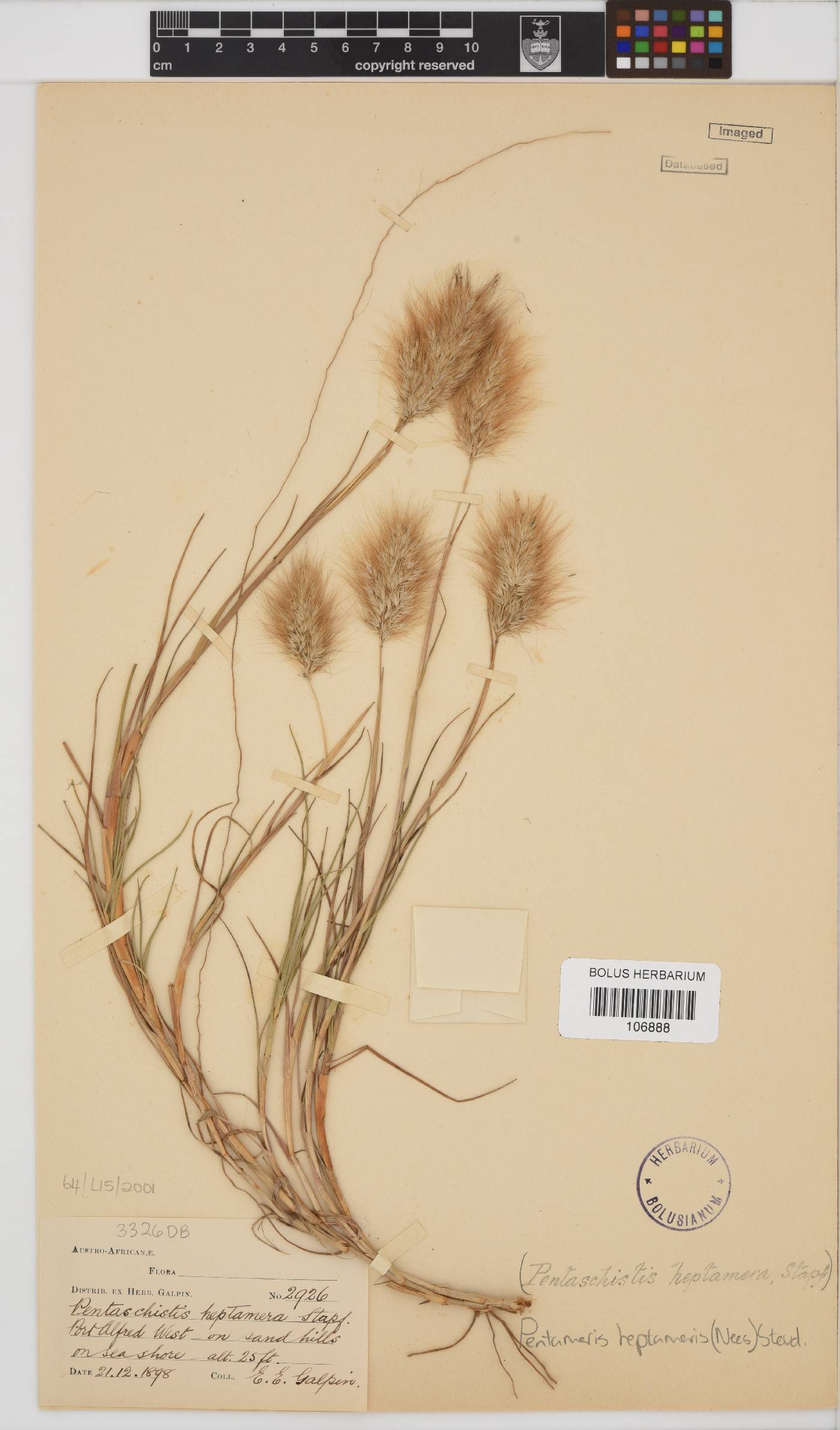 Pentameris heptameris image