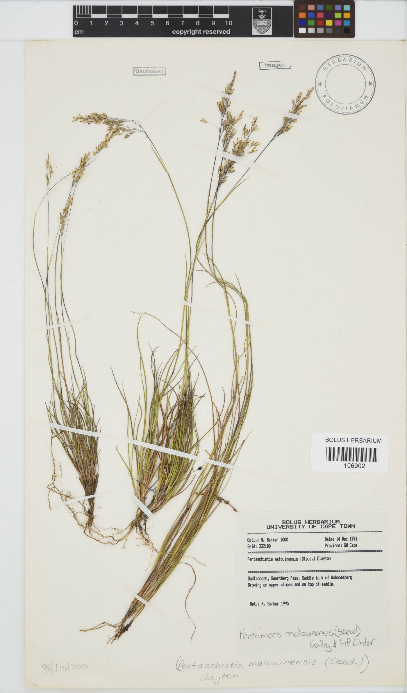 Pentameris malouinensis image