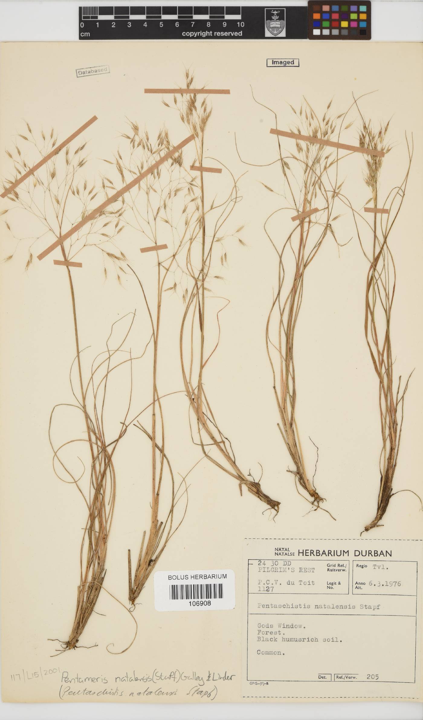 Pentameris natalensis image