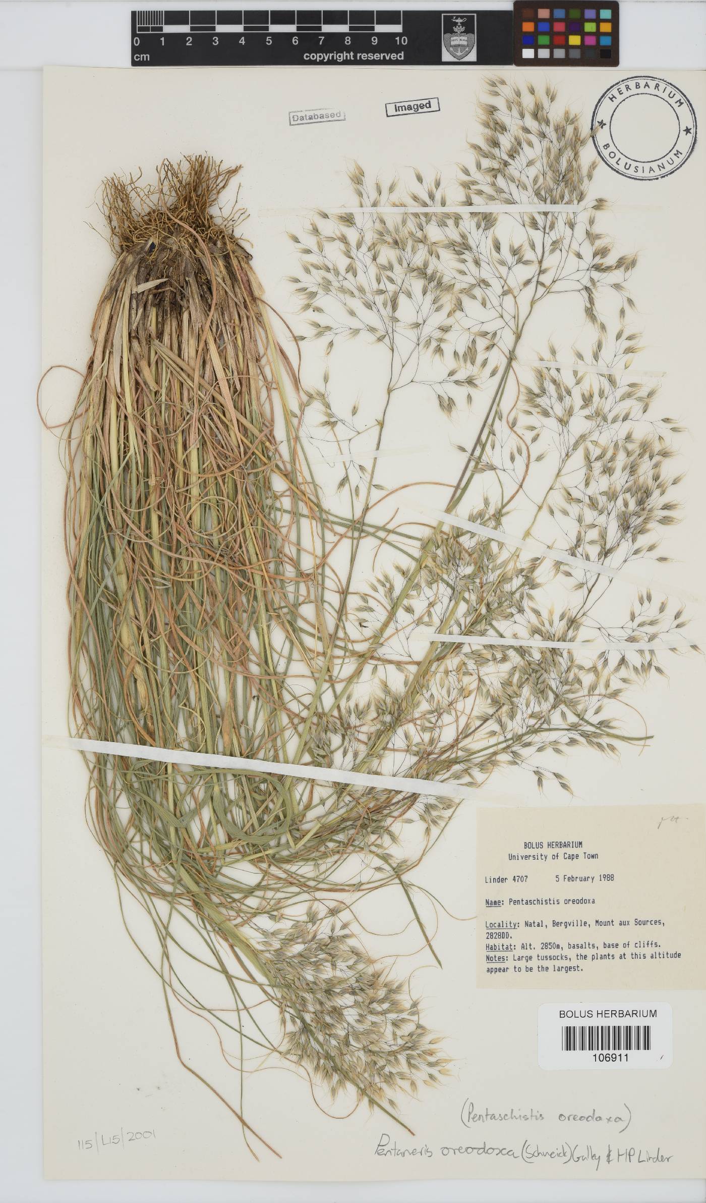 Pentameris oreodoxa image
