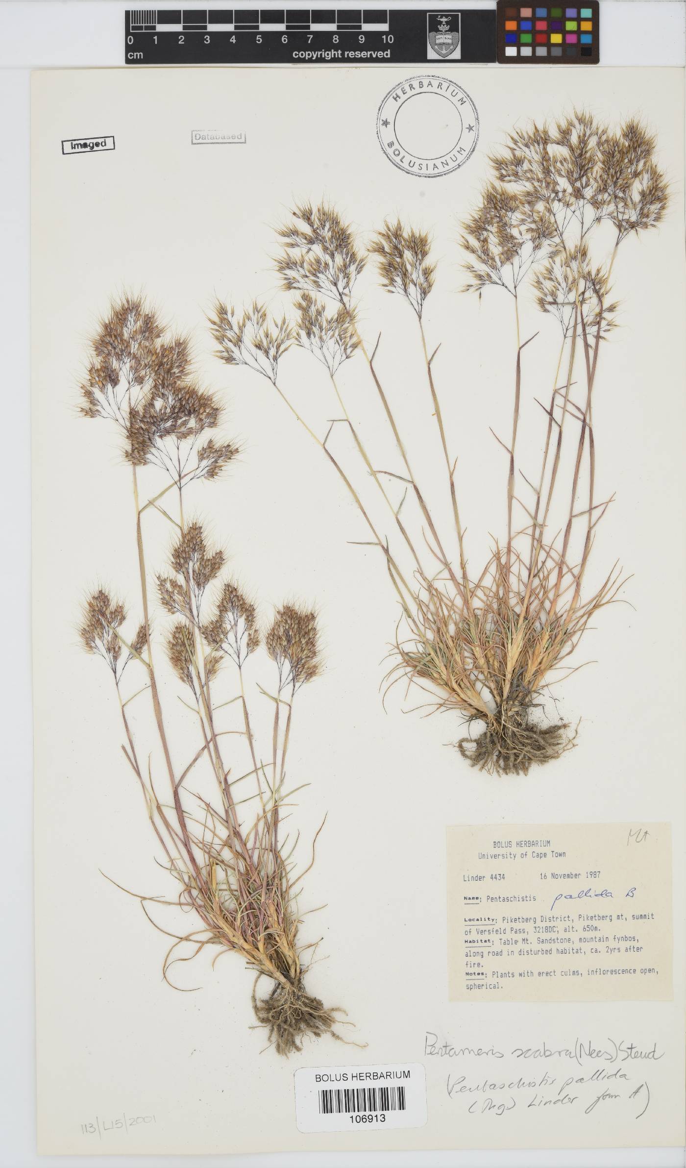 Pentameris scabra image
