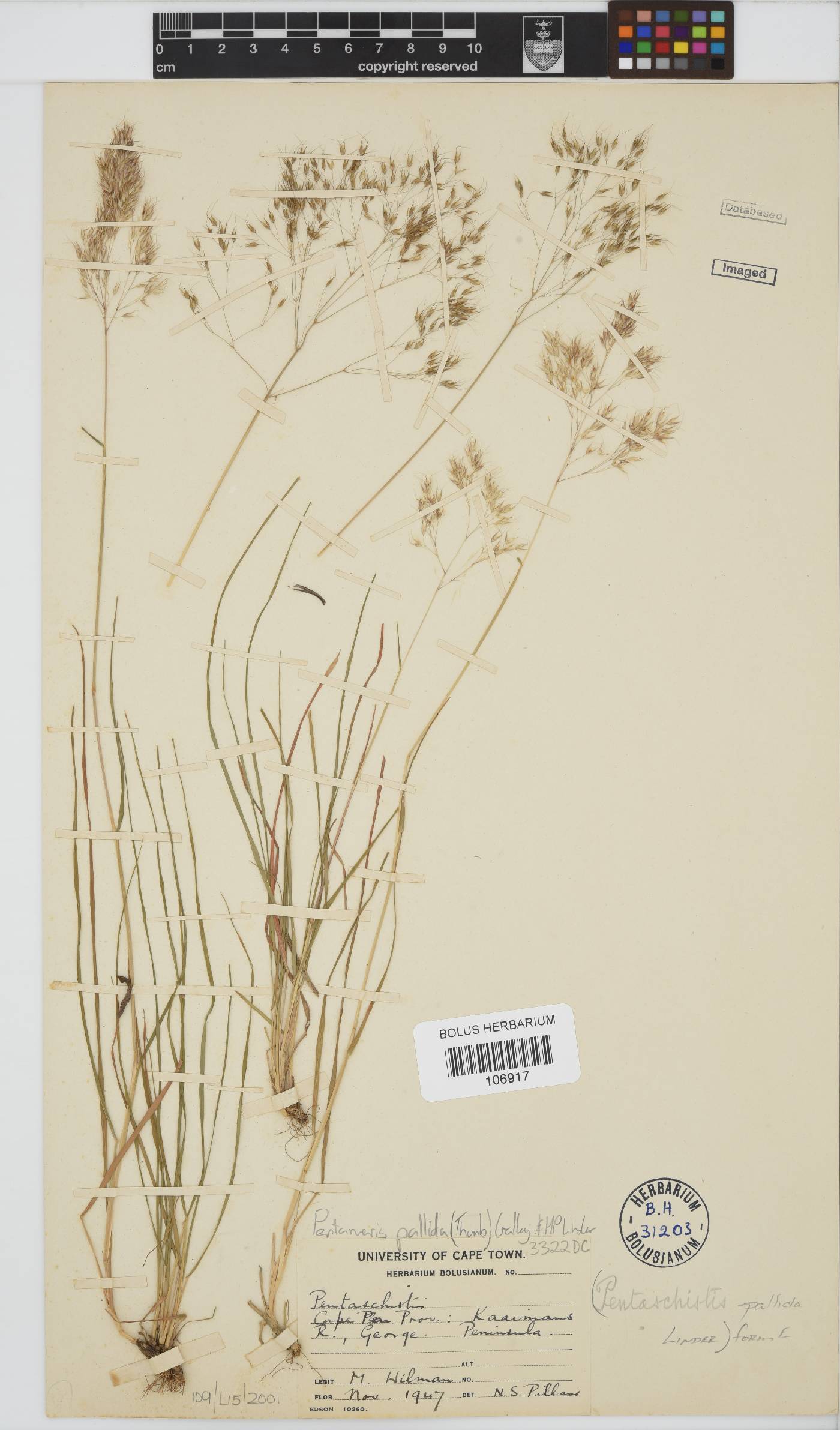 Pentameris pallida image