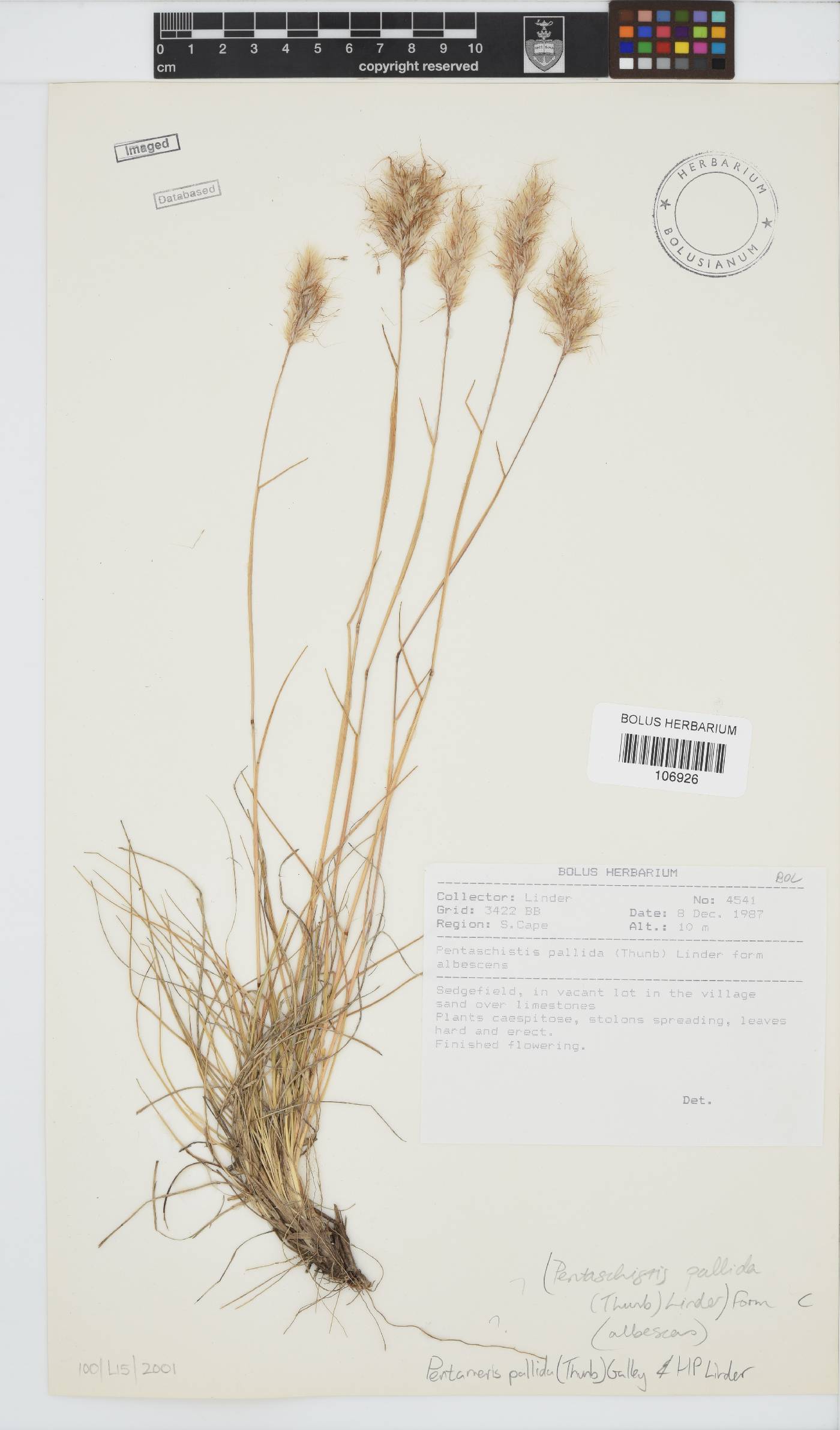 Pentameris pallida image