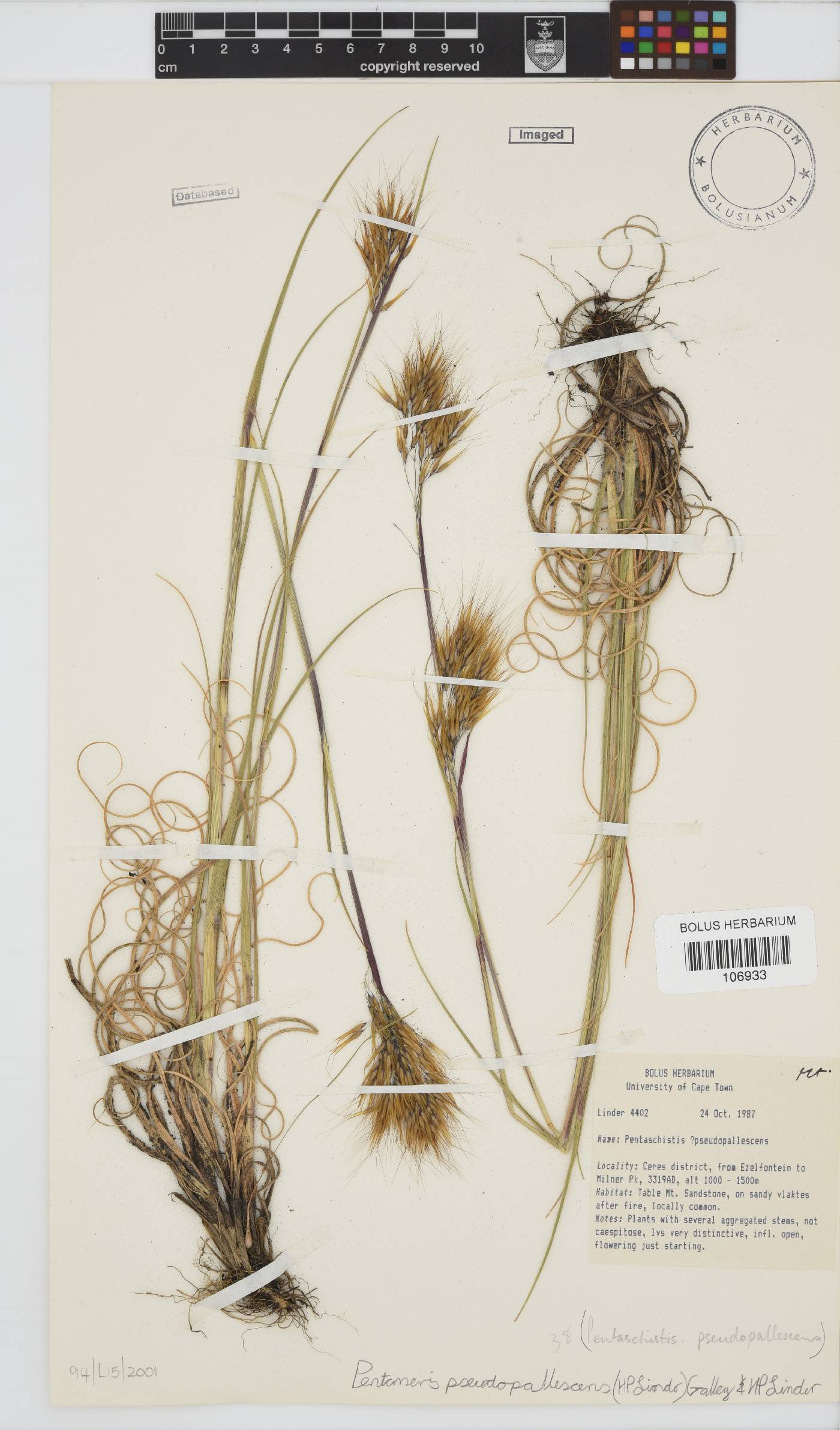 Pentameris pseudopallescens image