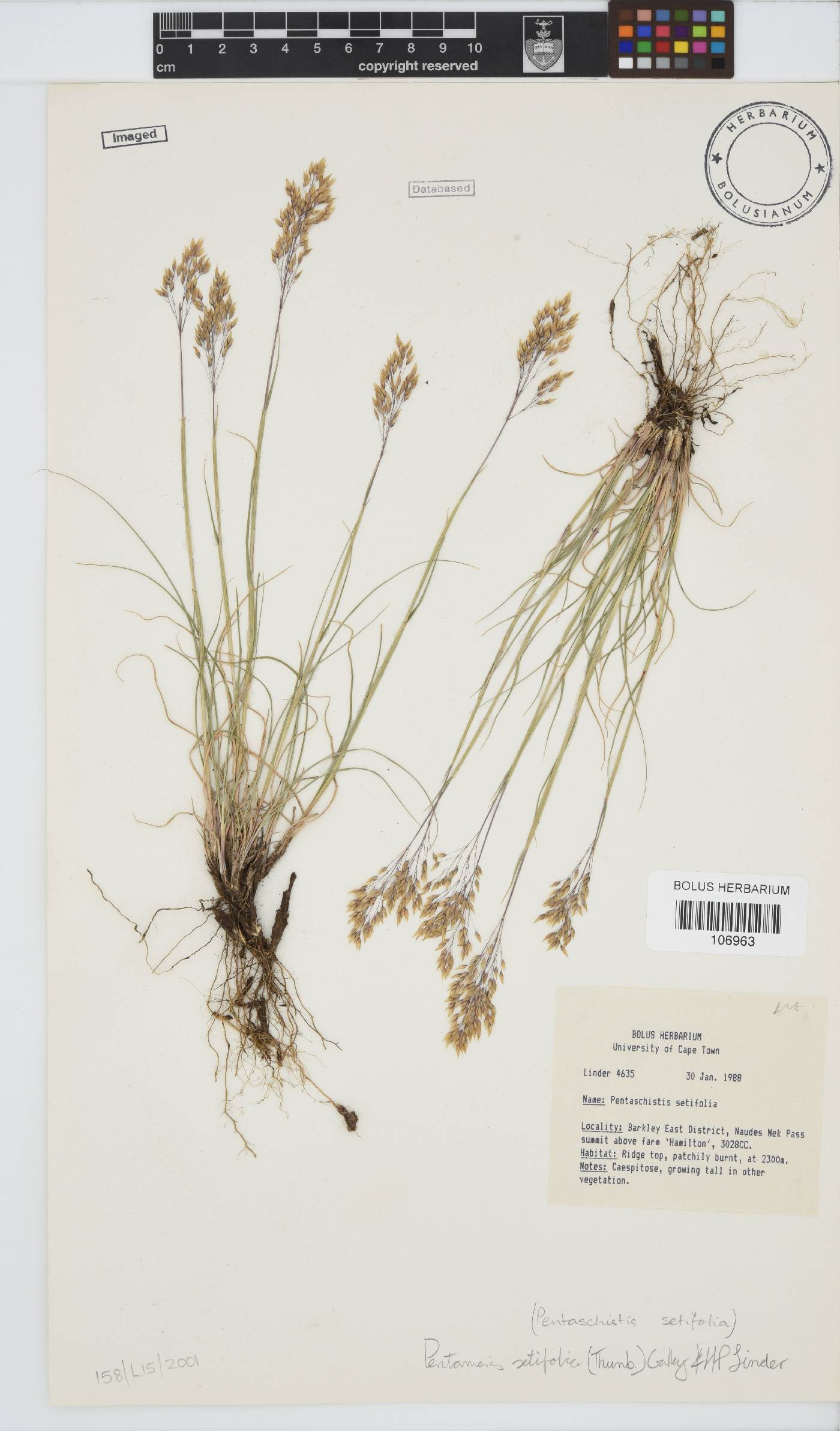 Pentameris setifolia image