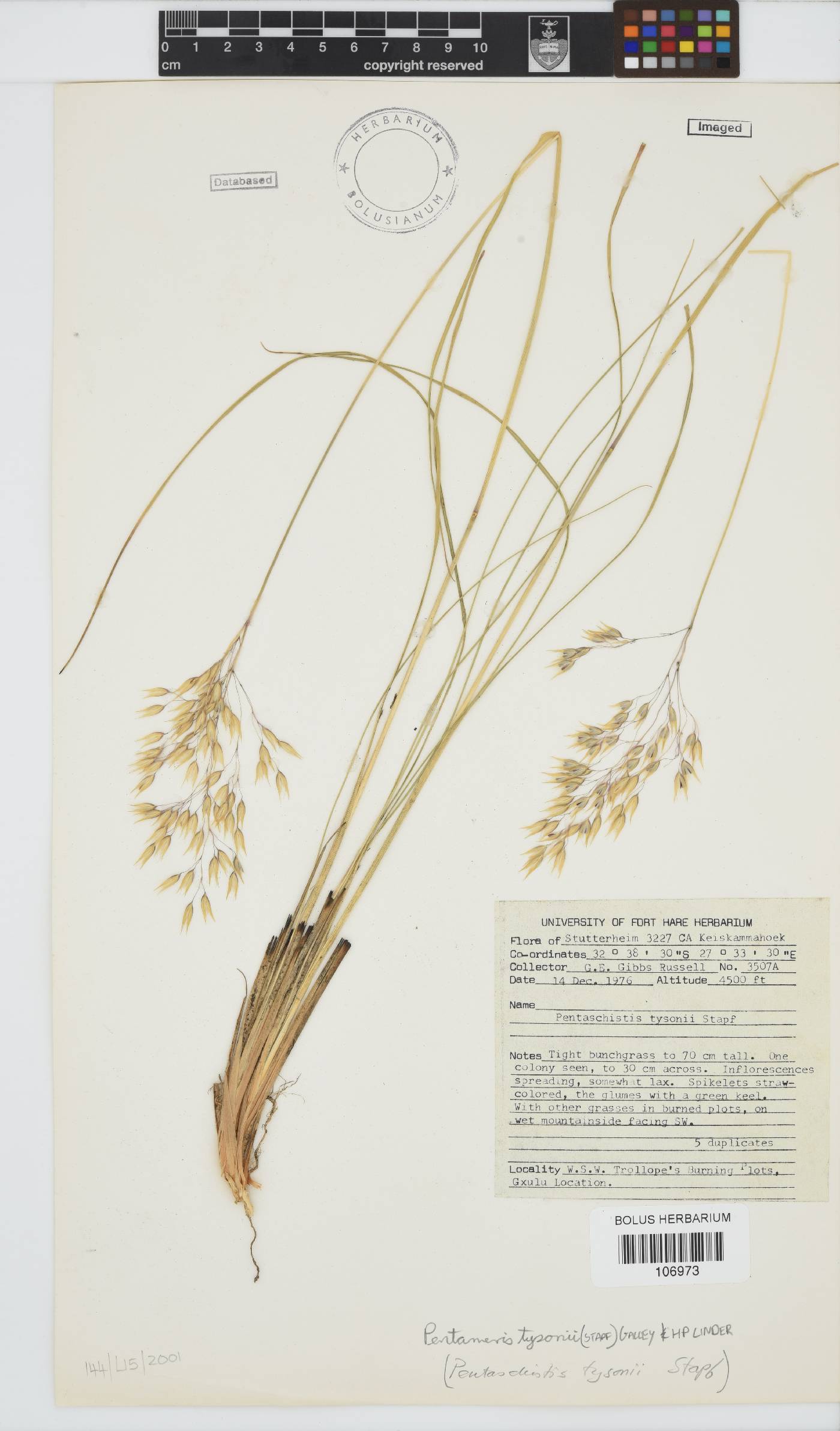 Pentameris tysonii image