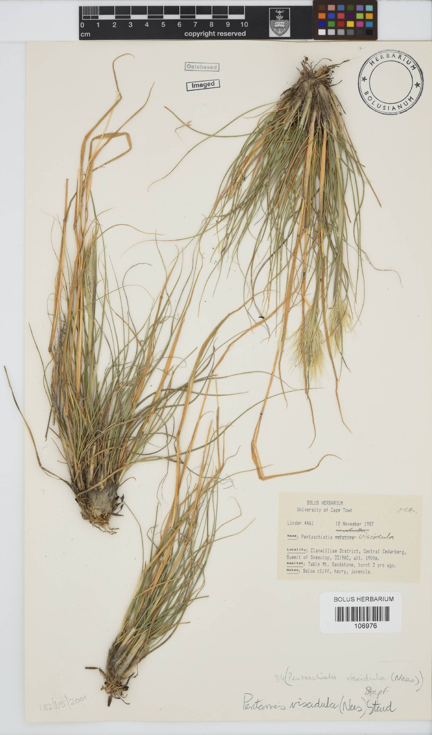 Pentameris viscidula image