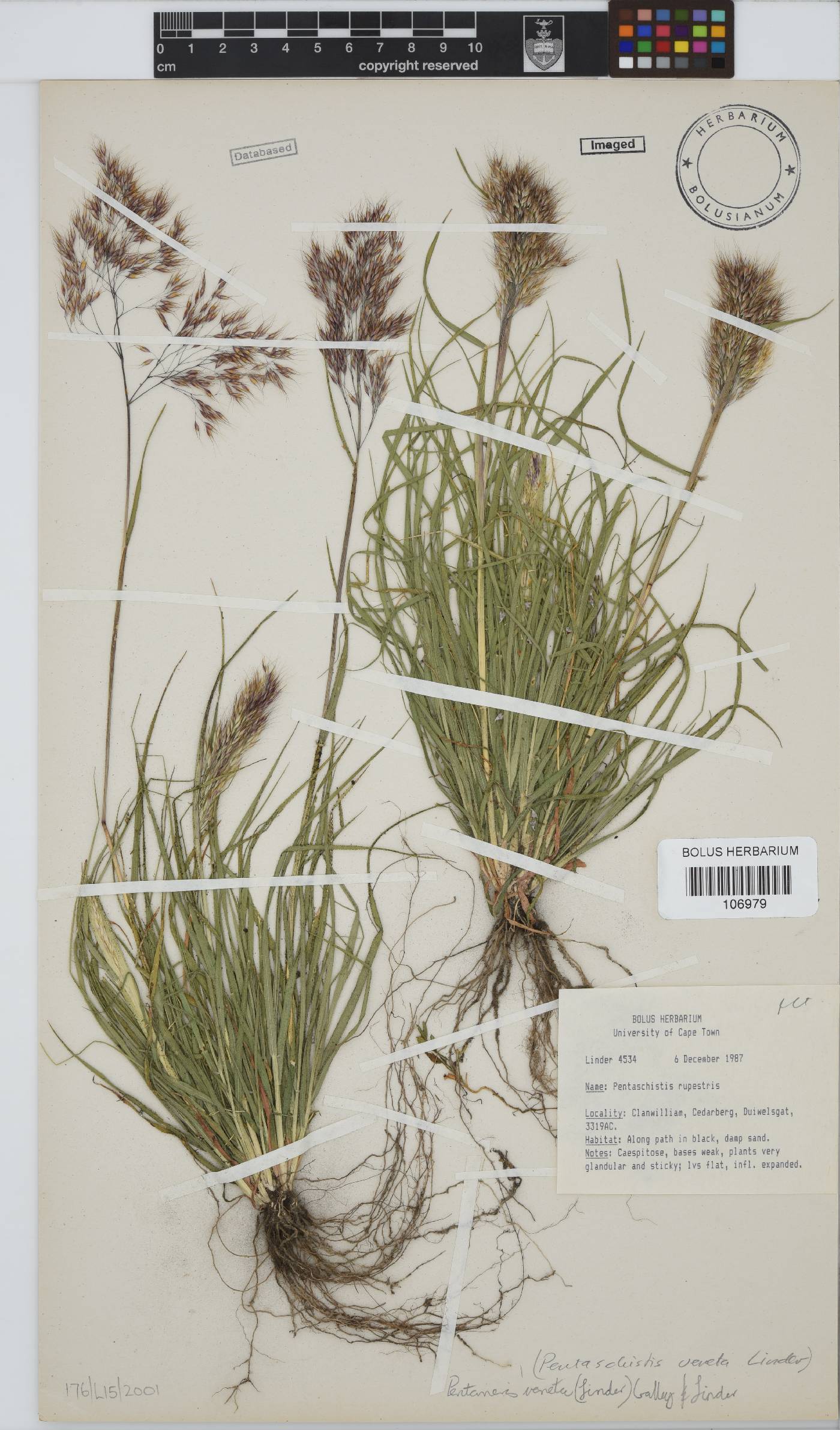 Pentameris veneta image