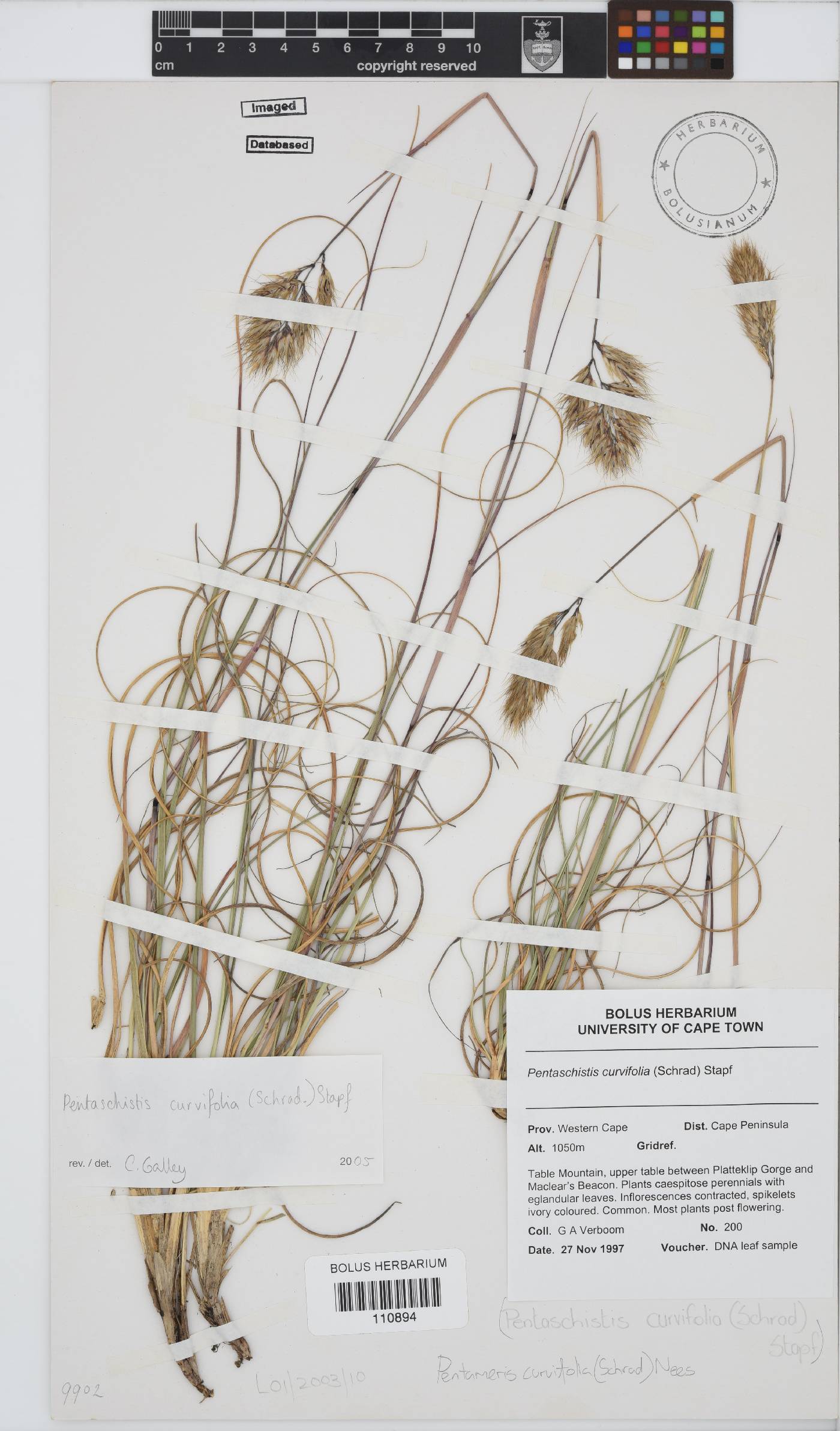 Pentameris curvifolia image