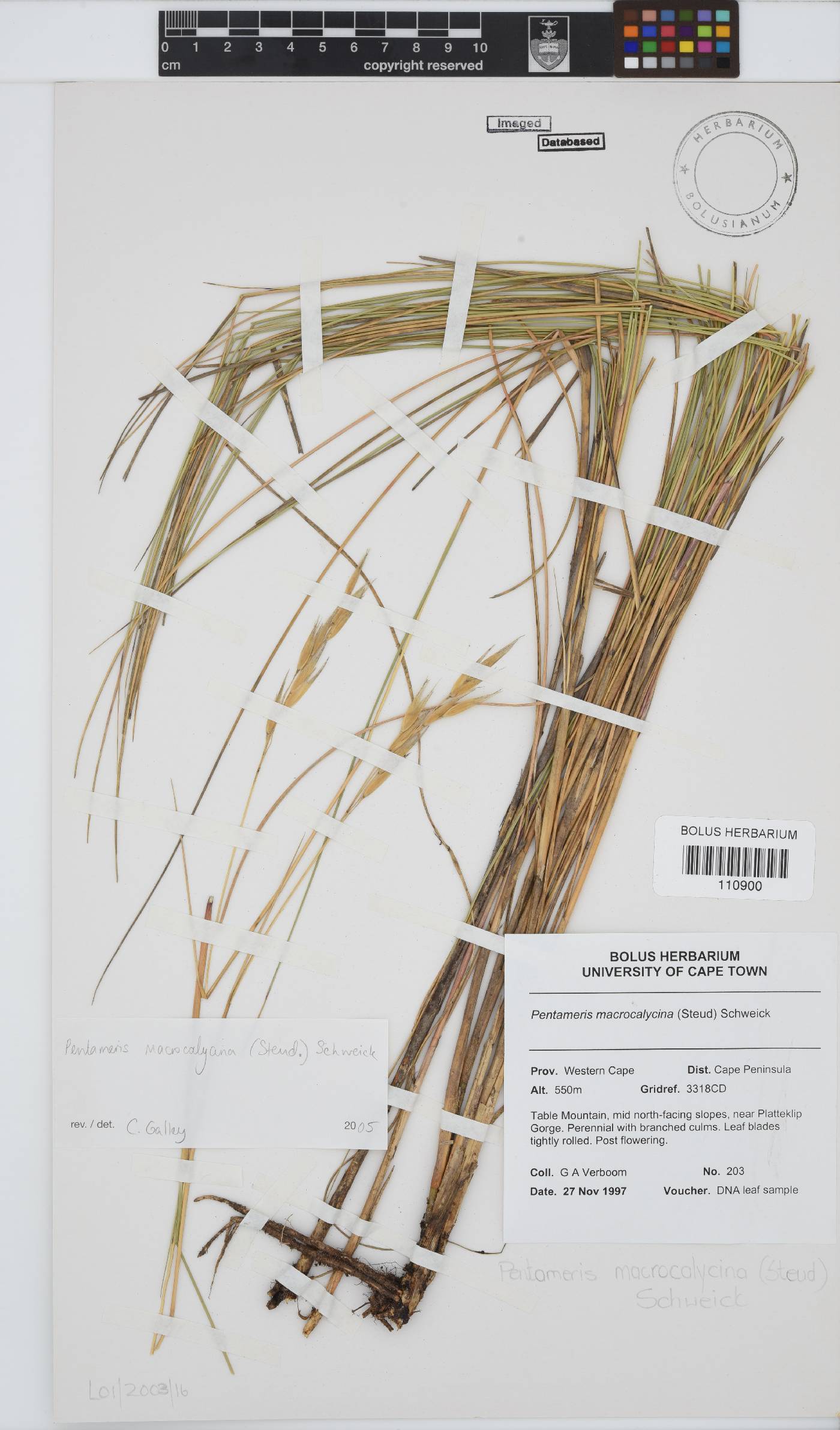 Pentameris macrocalycina image