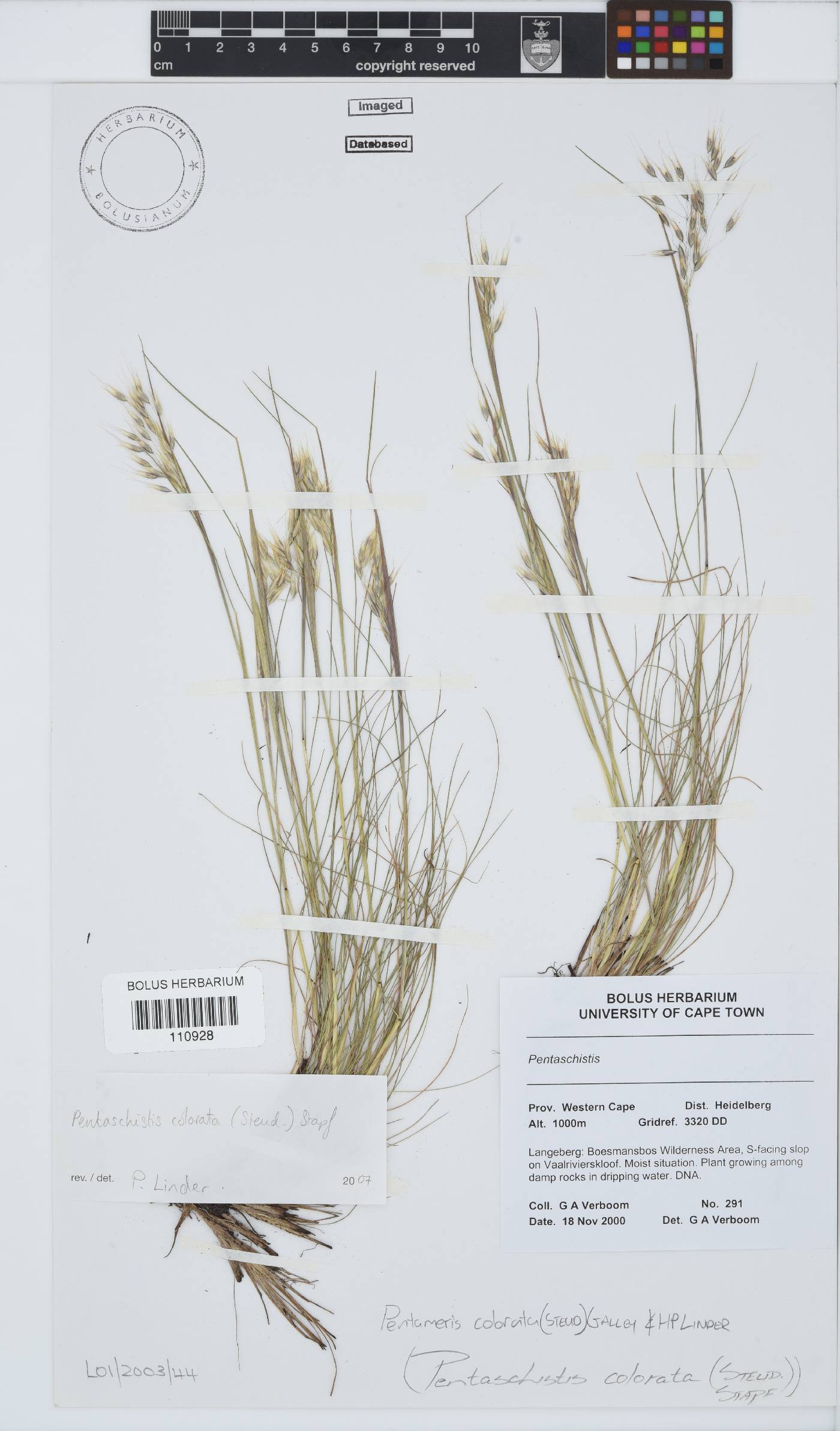 Pentameris colorata image