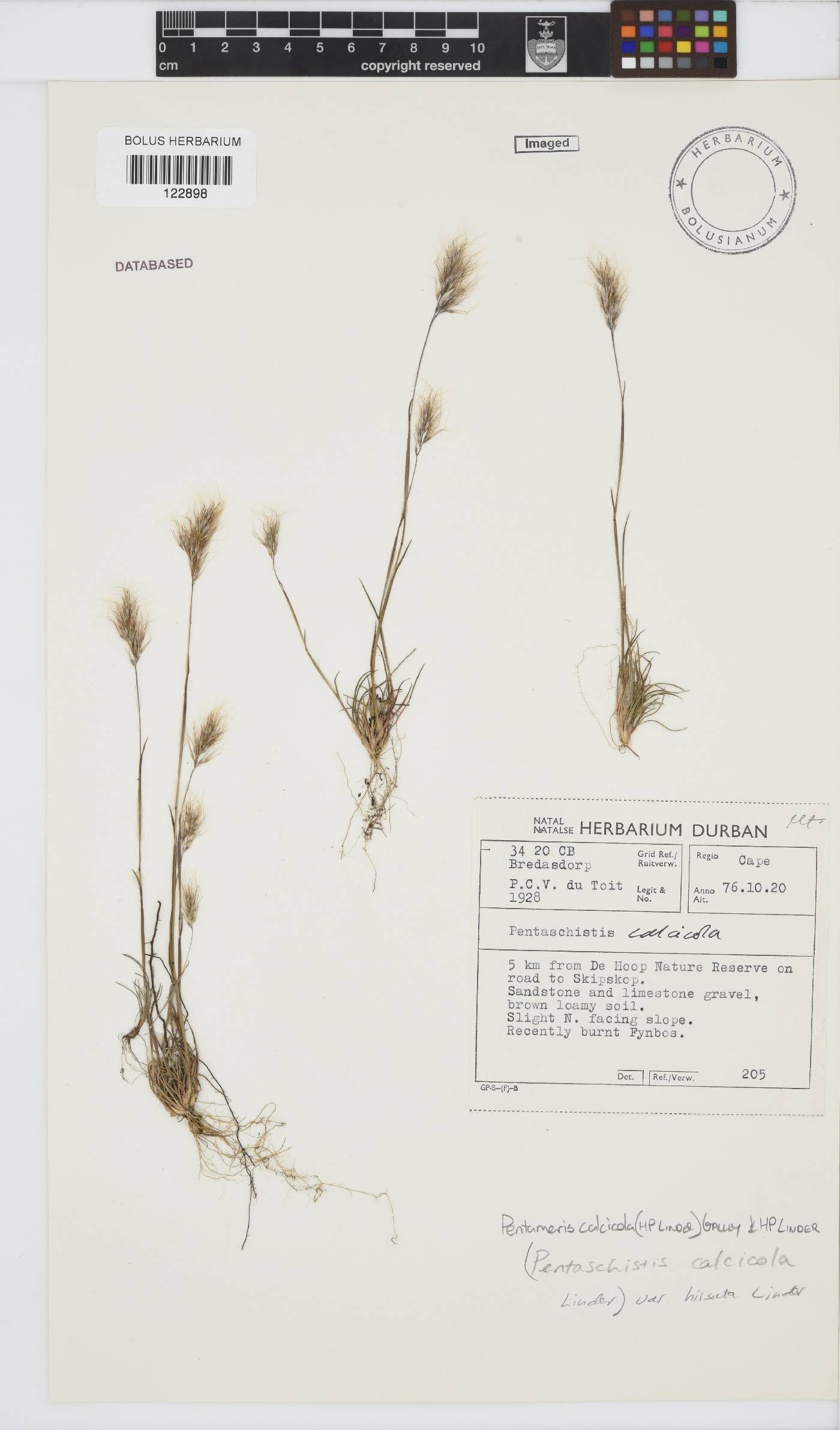 Pentameris calcicola var. hirsuta image