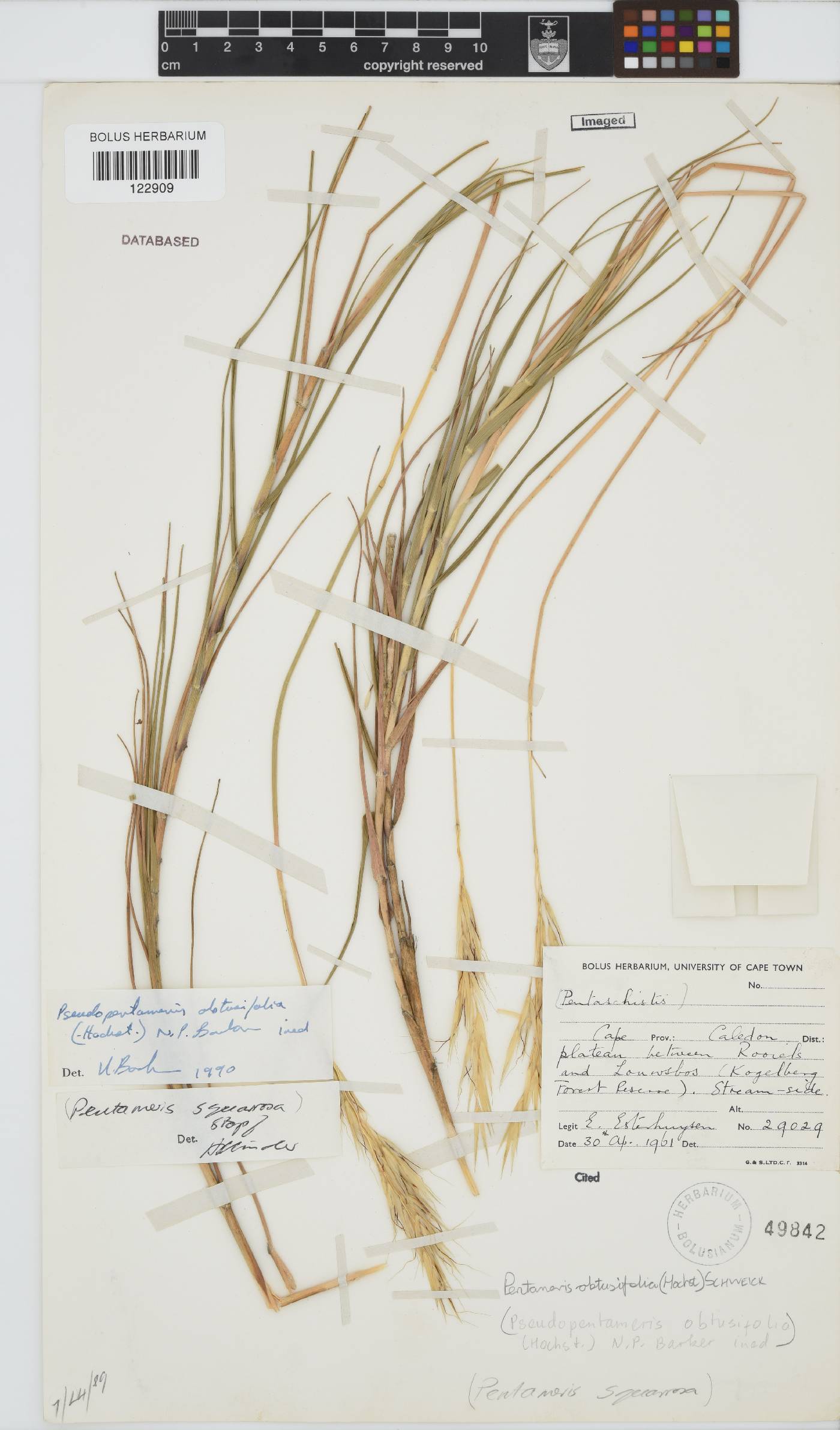Pentameris obtusifolia image