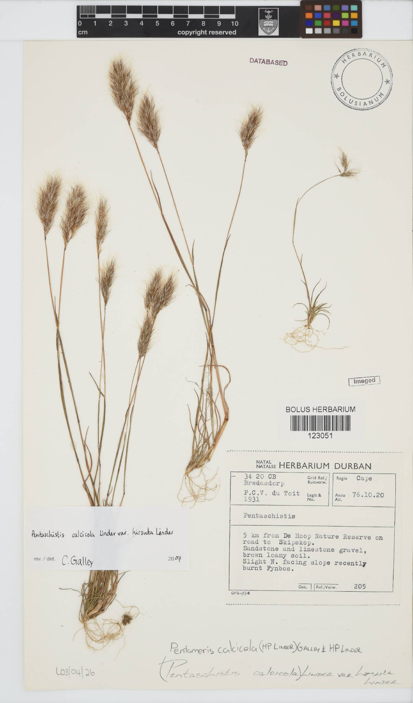 Pentameris calcicola image