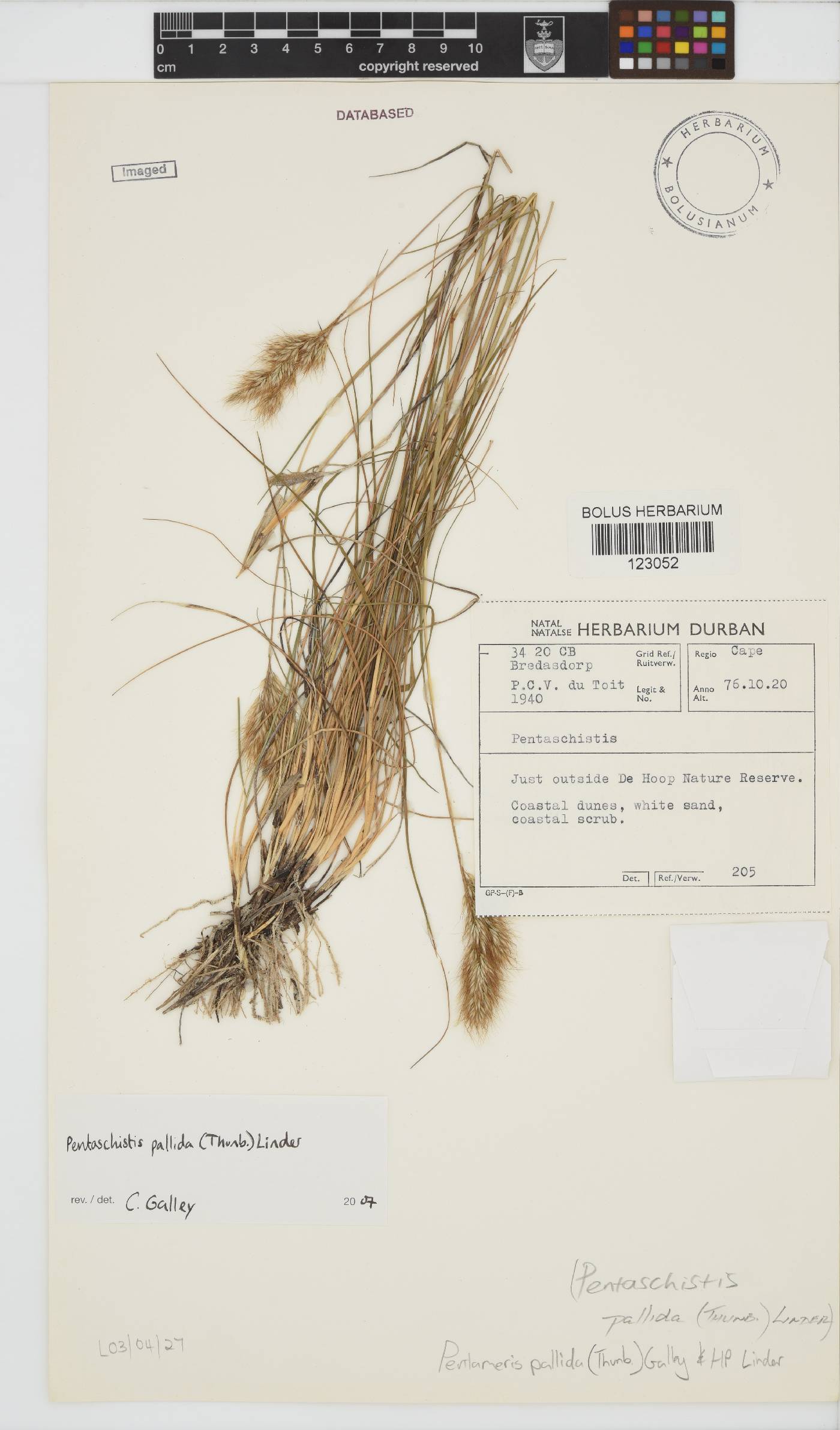 Pentameris pallida image