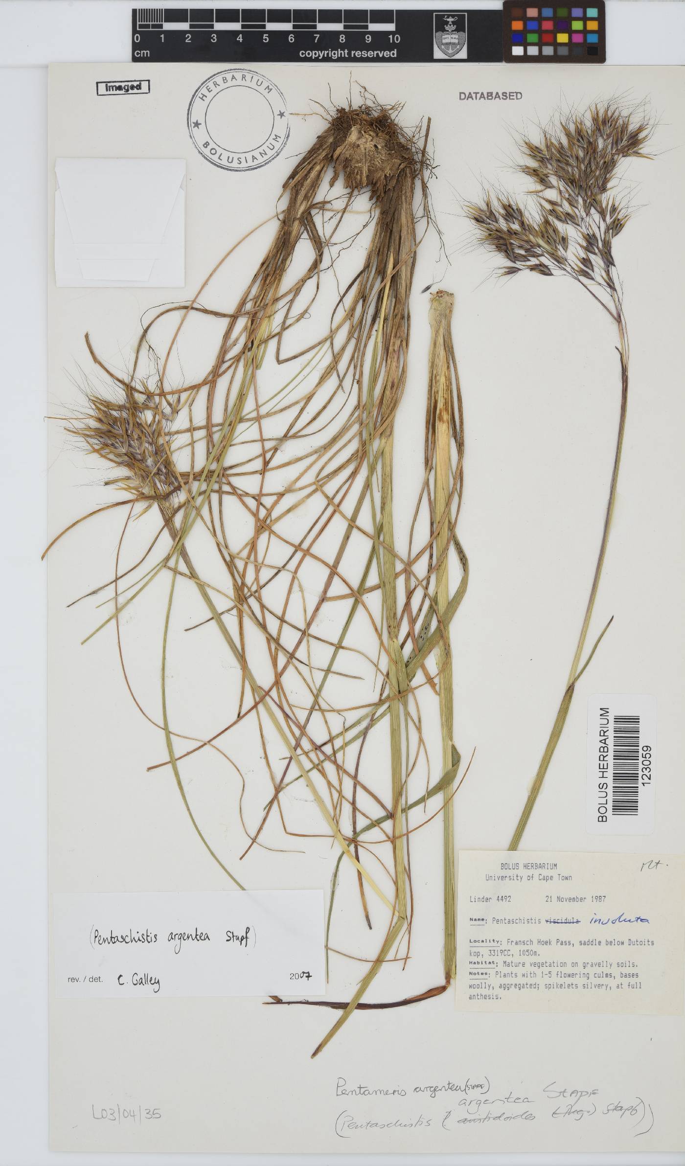 Pentameris argentea image