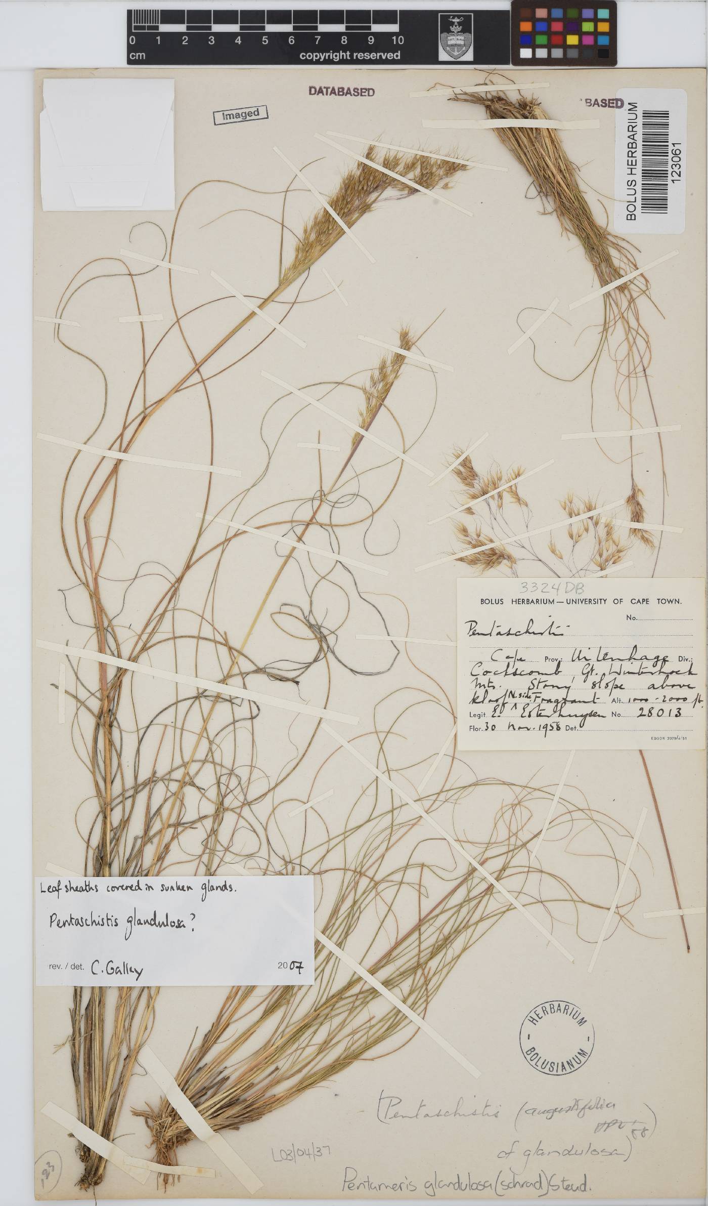 Pentameris glandulosa image