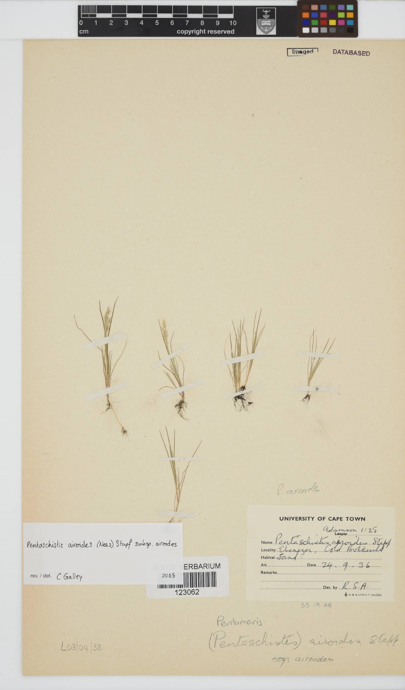 Pentameris airoides image