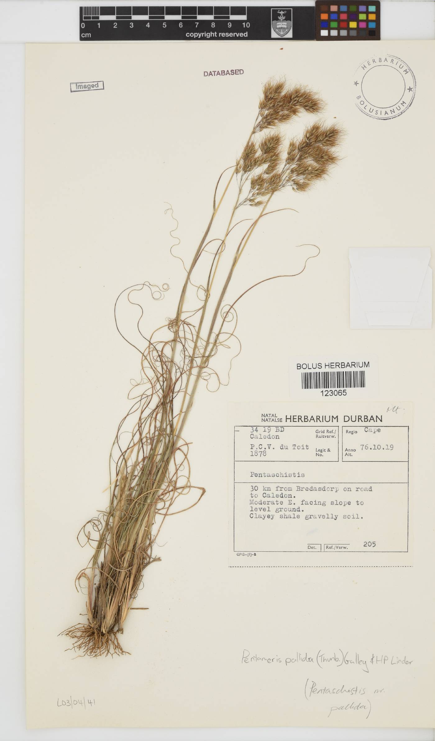 Pentameris pallida image