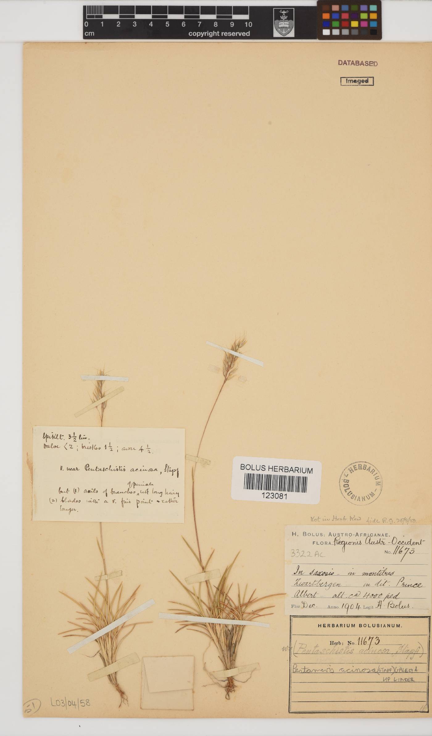 Pentameris acinosa image