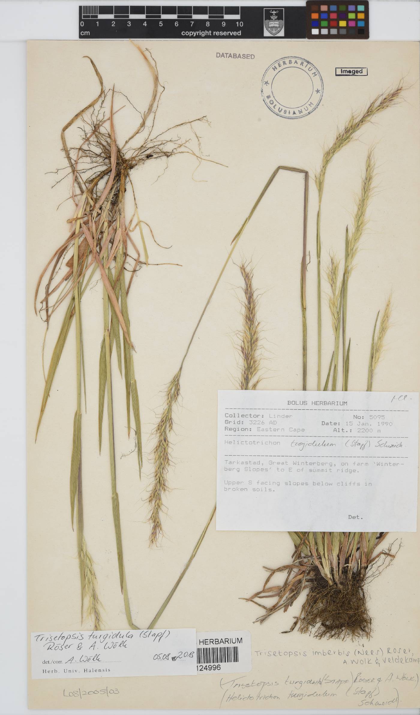 Trisetopsis imberbis image