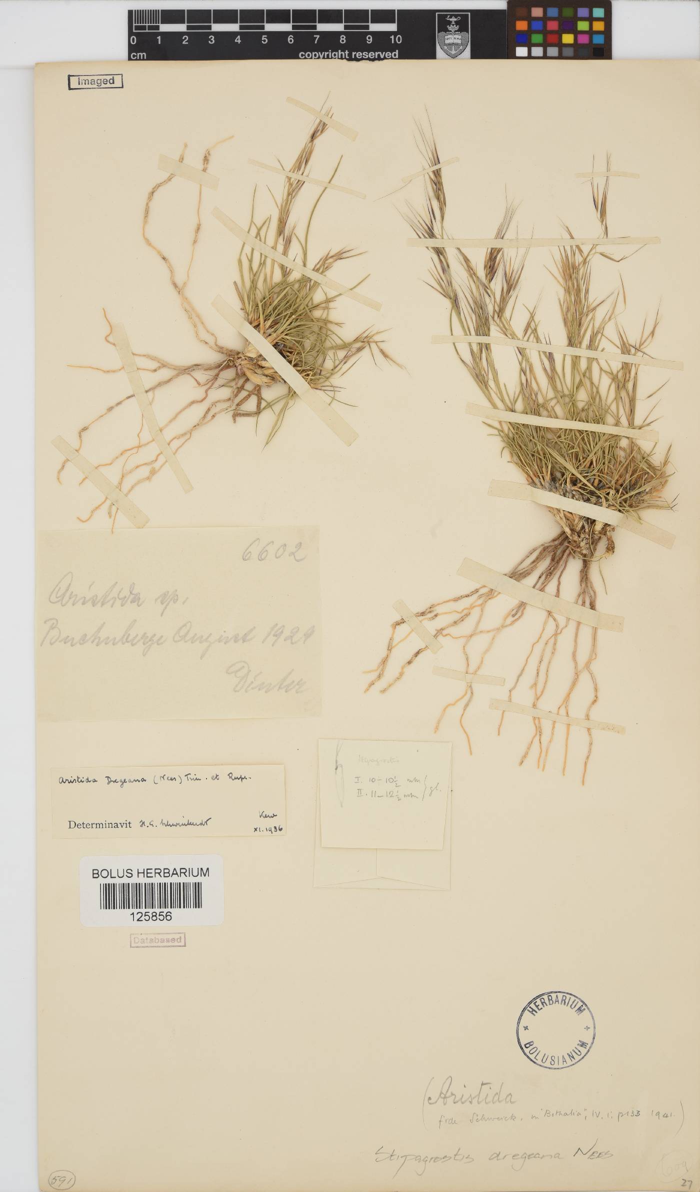 Stipagrostis dregeana image