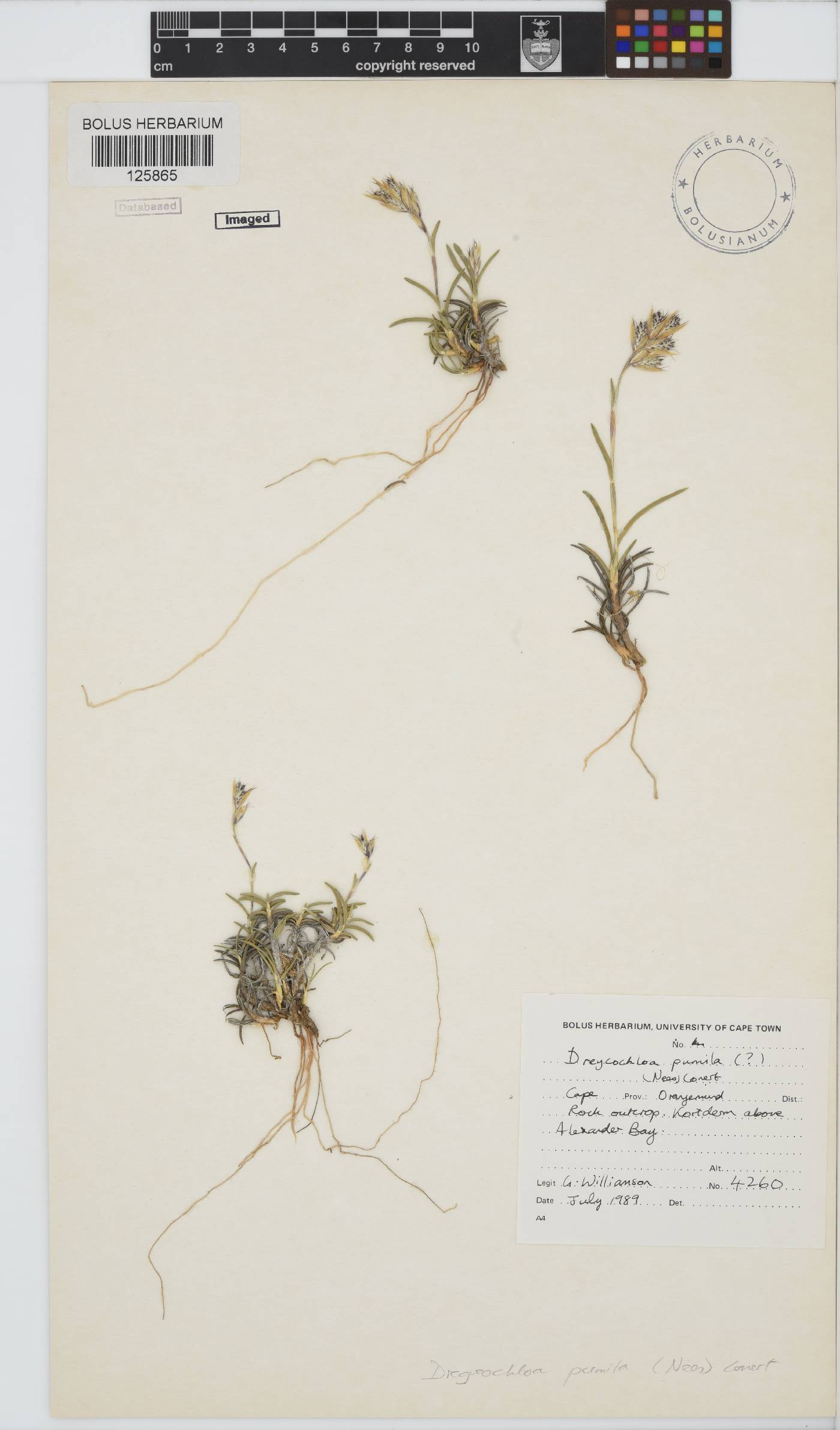 Dregeochloa image