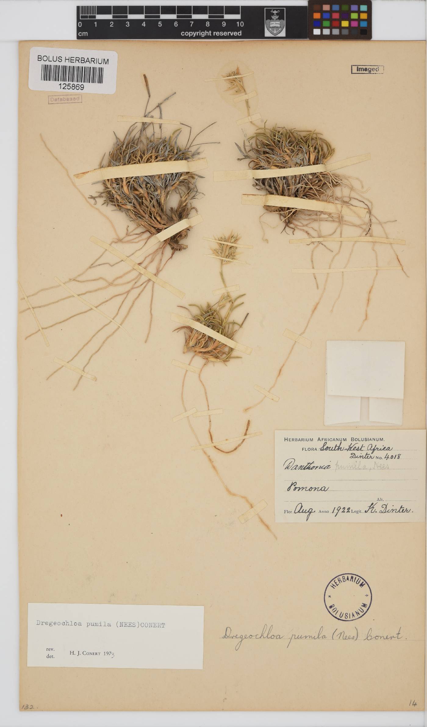 Dregeochloa image