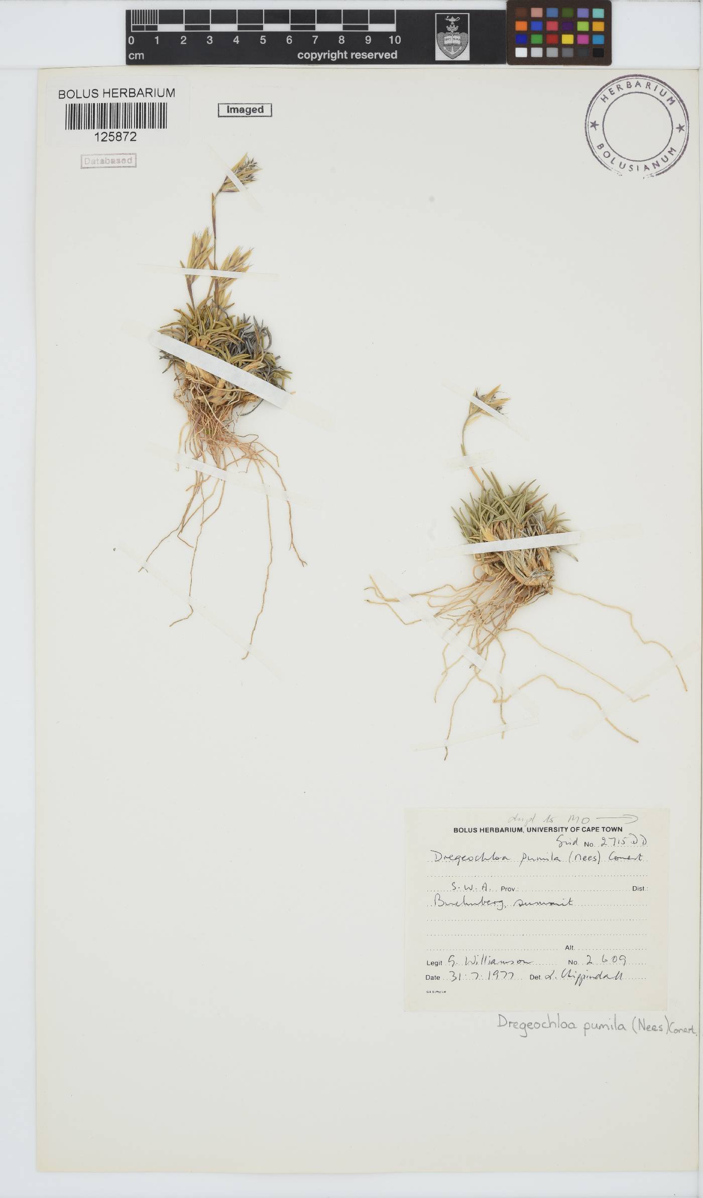 Dregeochloa image